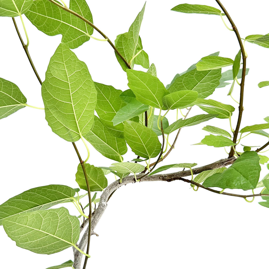 Ficus 'Ruth Bancroft'