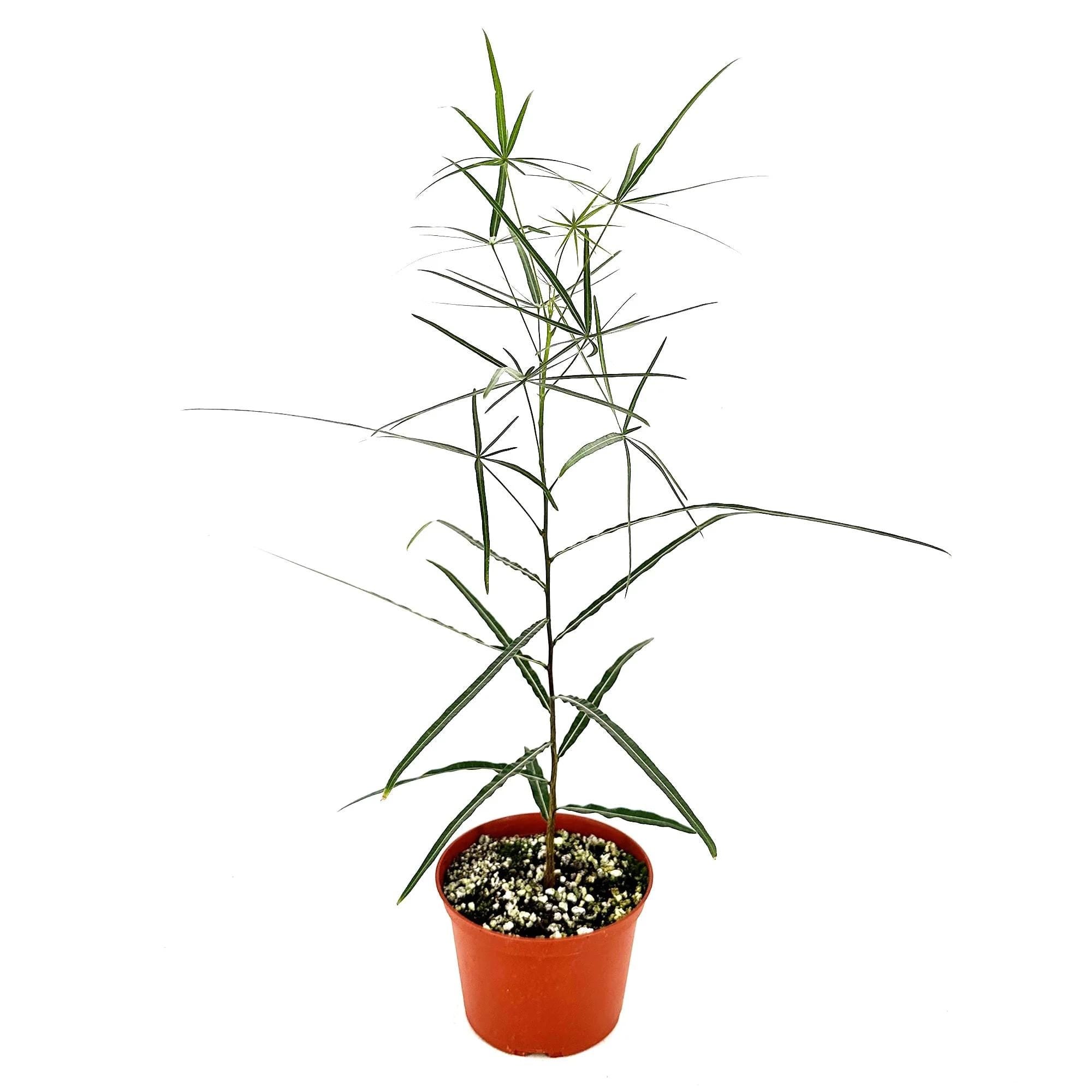 Brachychiton rupestris 'Queensland Bottle Tree'