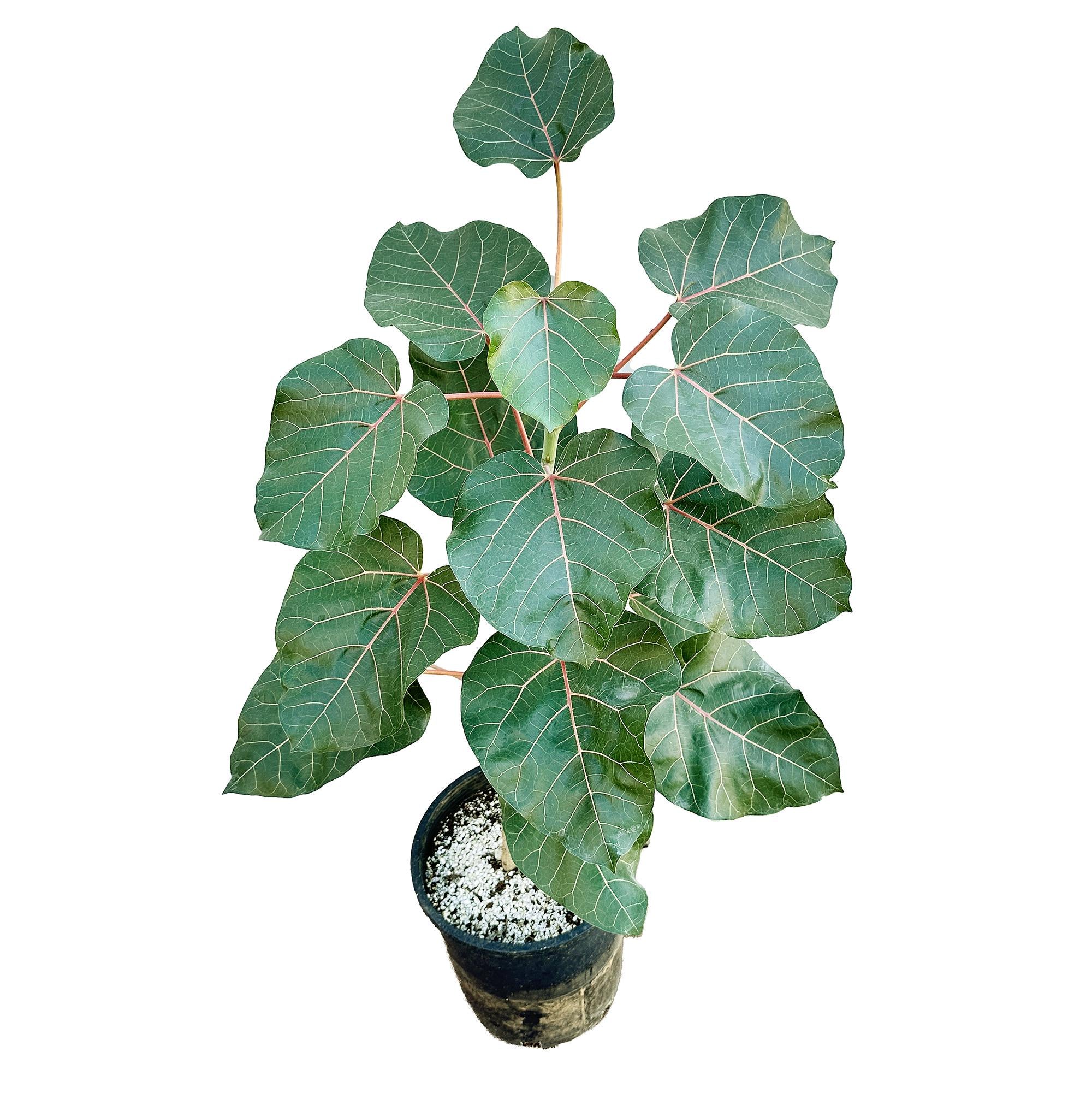 Ficus abutilifolia