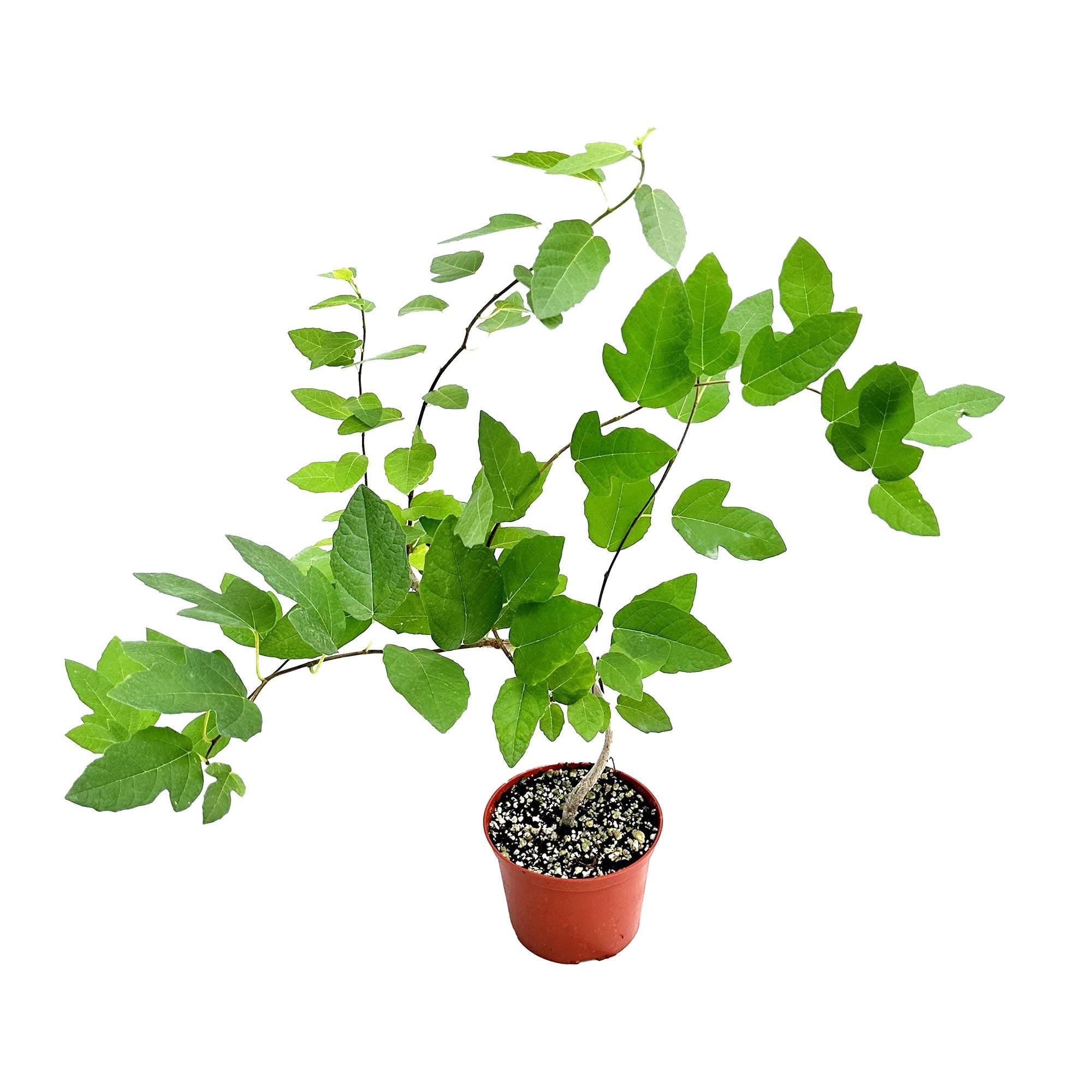 Ficus 'Ruth Bancroft'