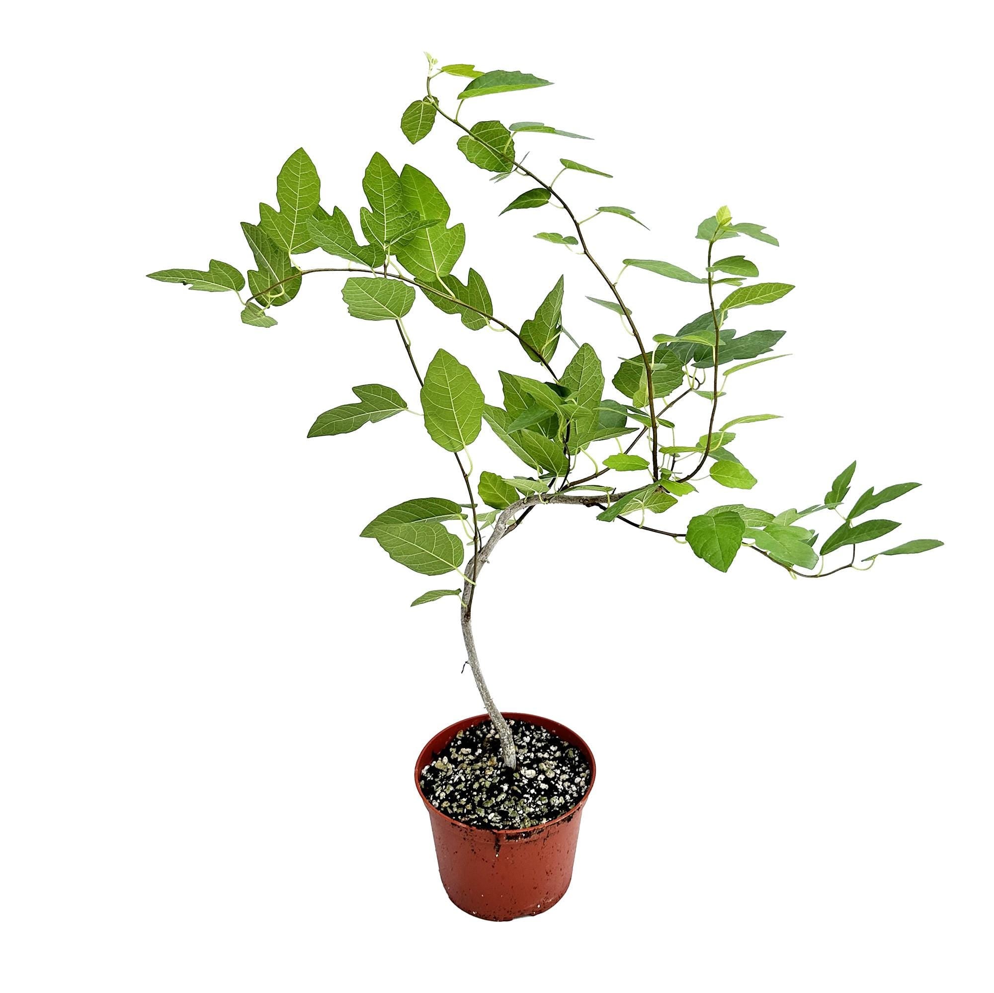 Ficus 'Ruth Bancroft'
