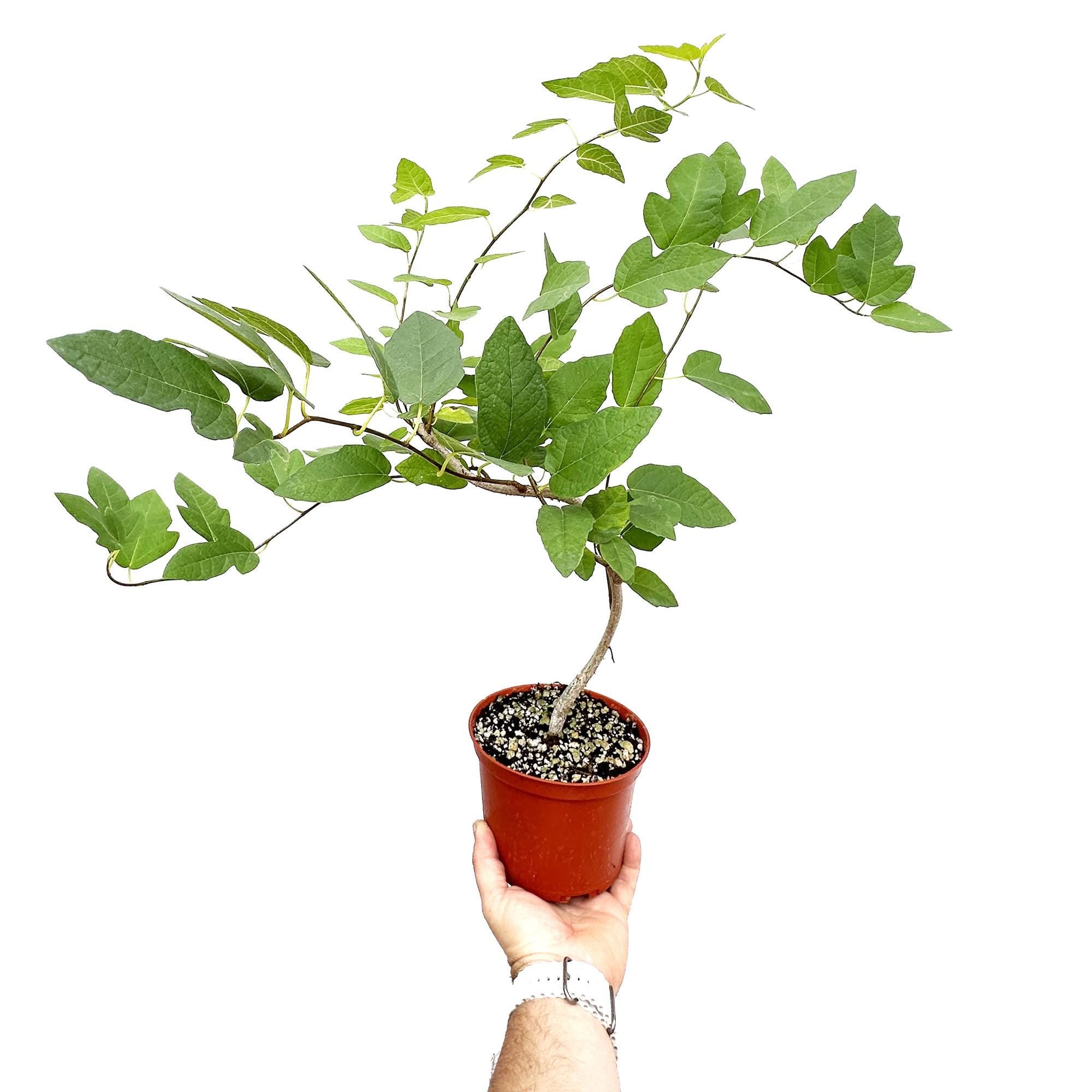 Ficus 'Ruth Bancroft'