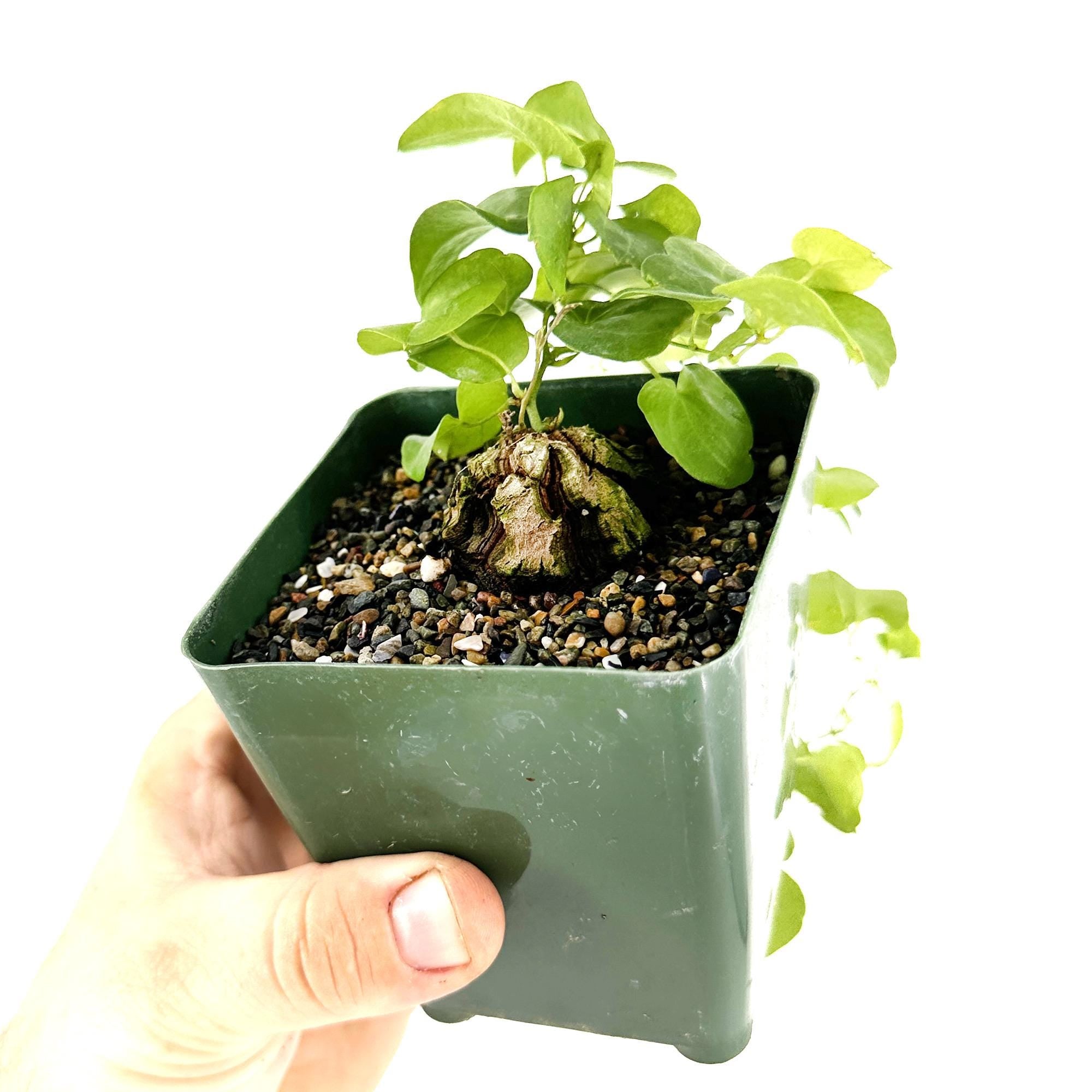 Dioscorea elephantipes 'Elephant's Foot'
