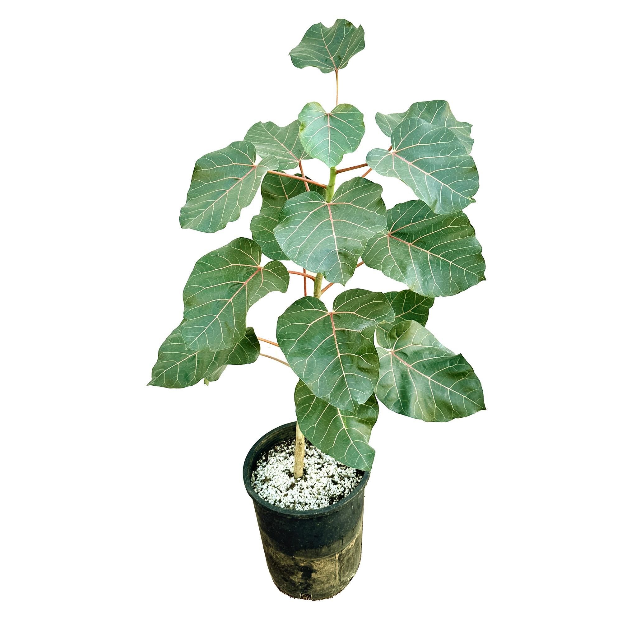 Ficus abutilifolia