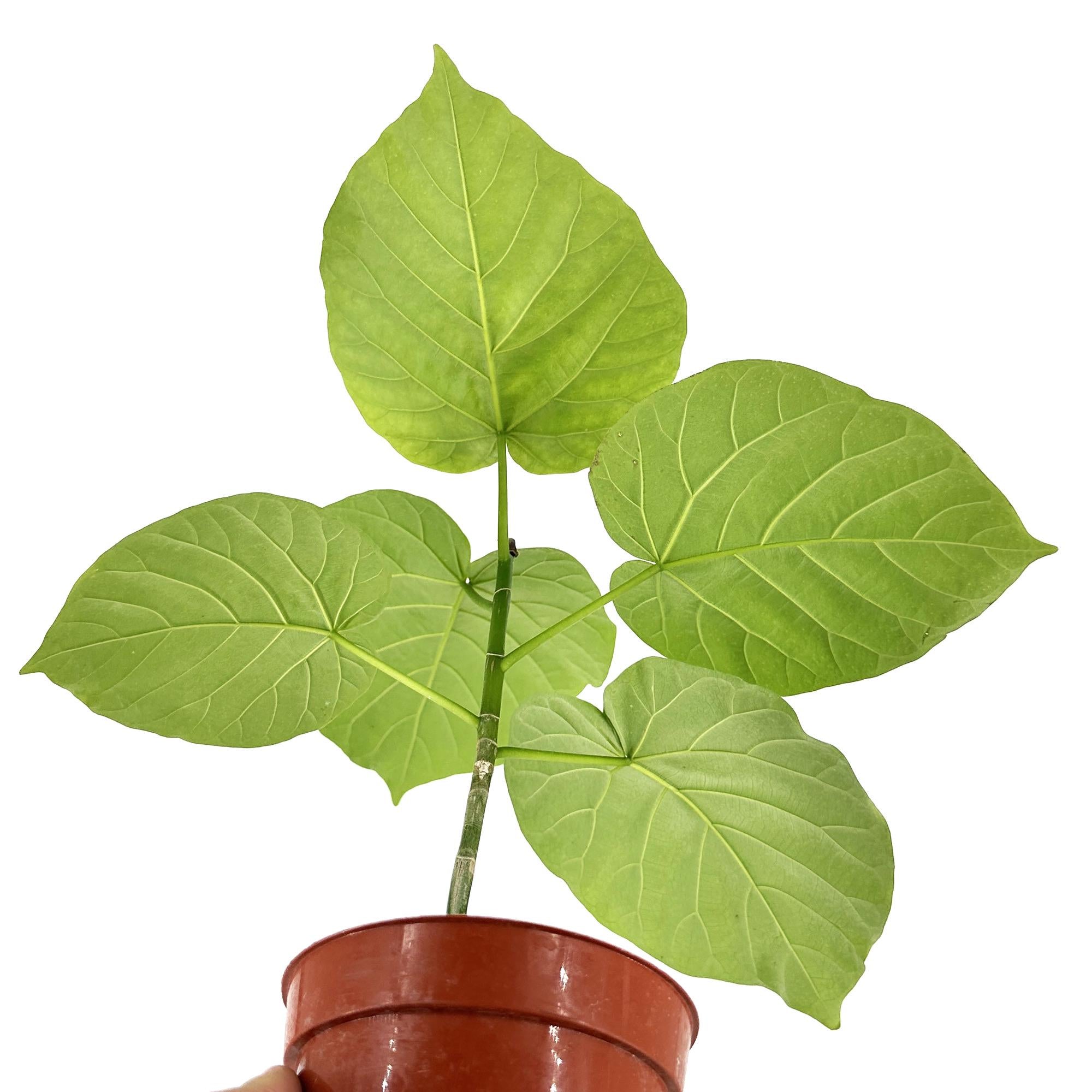 Ficus umbellata 'Umbrella Fig'