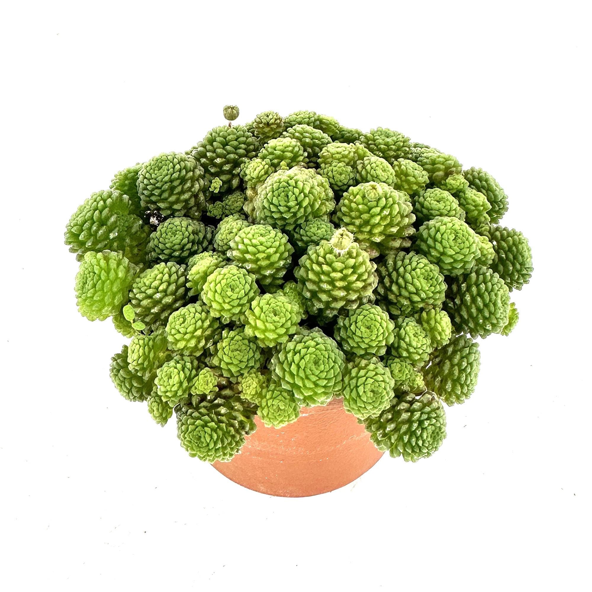Monanthes polyphylla 'Clustered Rosette'