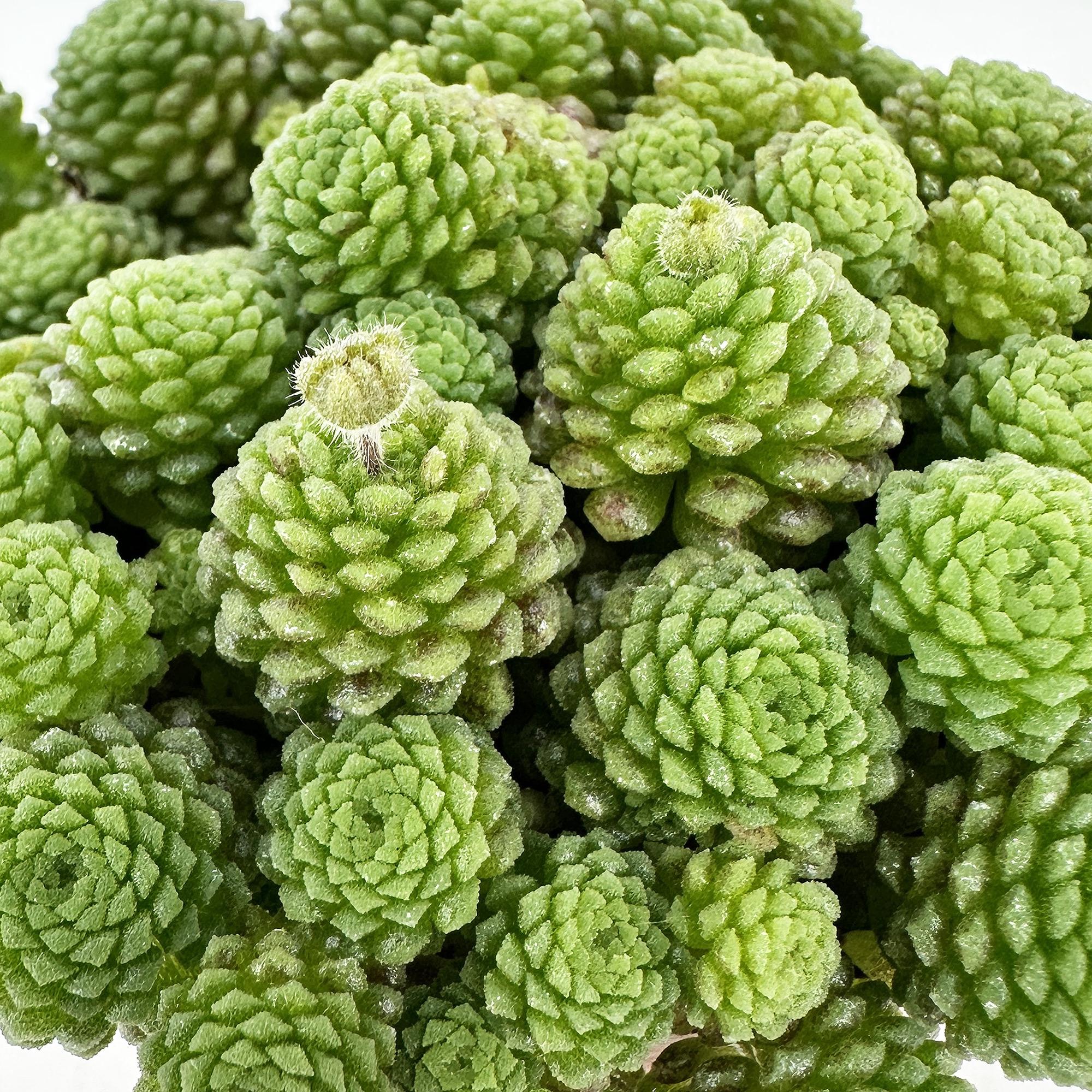Monanthes polyphylla 'Clustered Rosette'