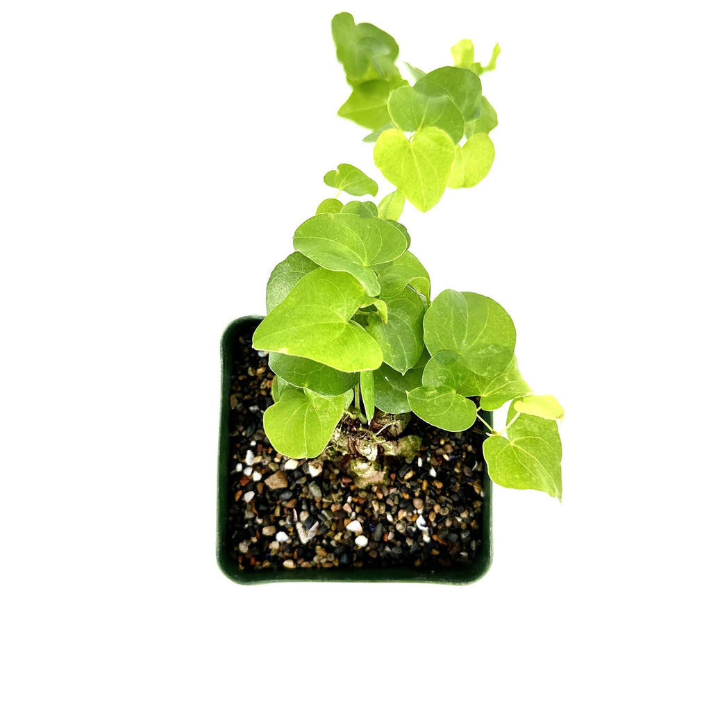 Dioscorea elephantipes 'Elephant's Foot'