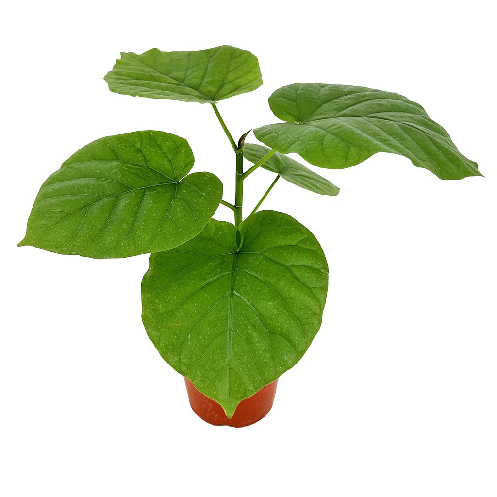 Ficus umbellata 'Umbrella Fig'