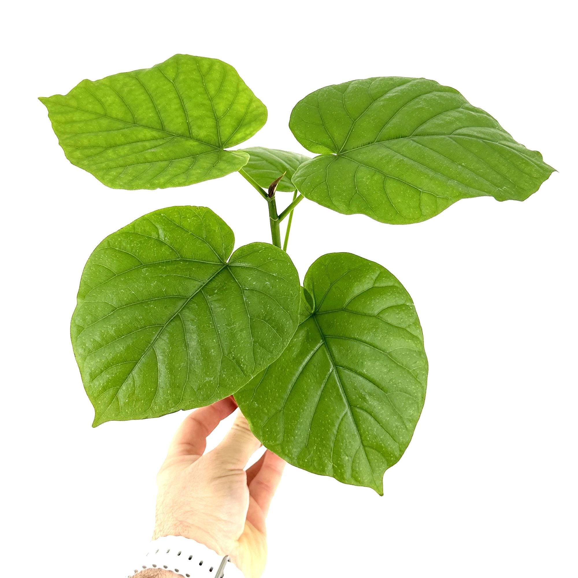 Ficus umbellata 'Umbrella Fig'