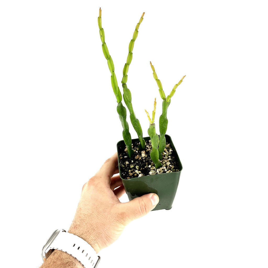Rhipsalis paradoxa 'Chain Cactus'
