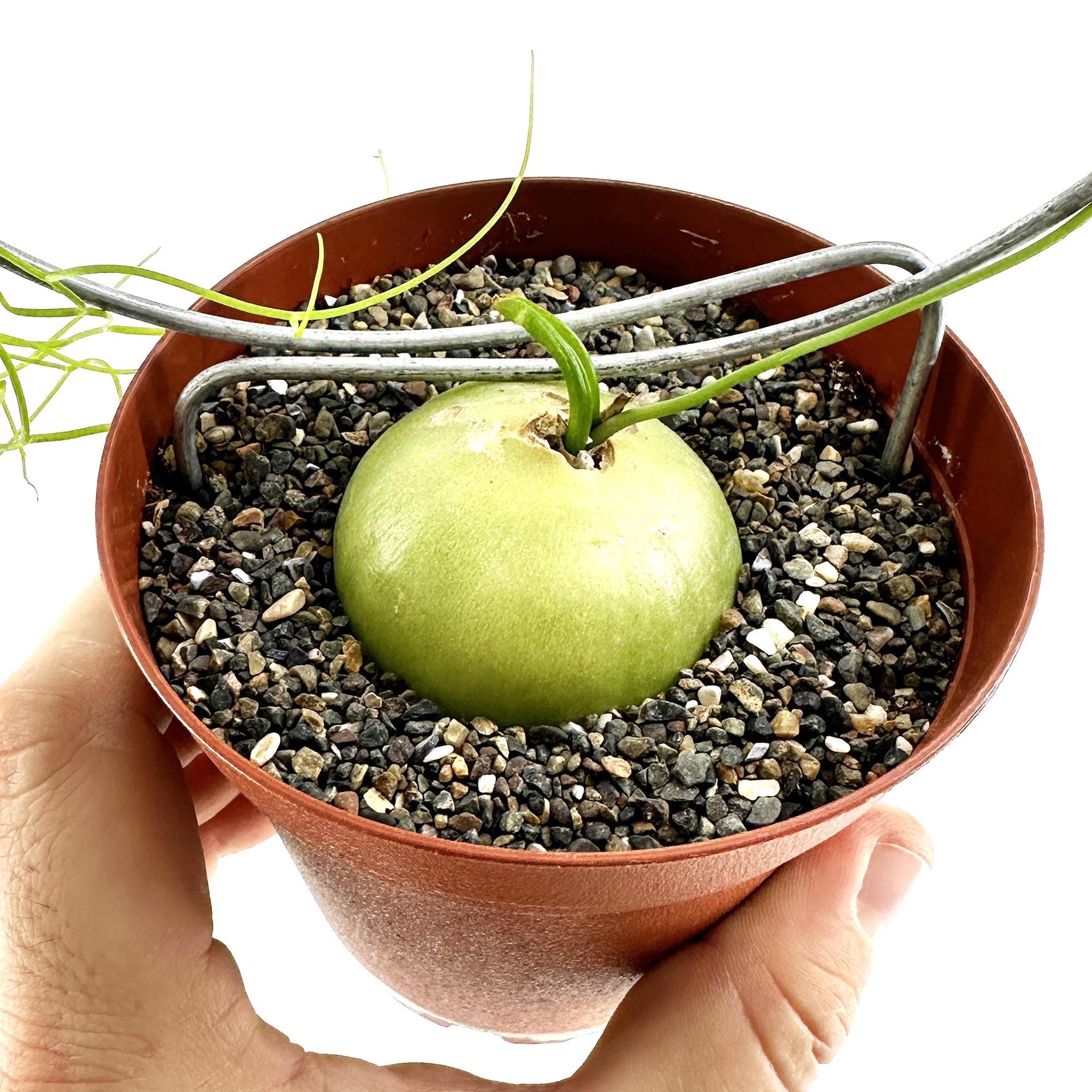 Bowiea volubilis 'Sea Onion'