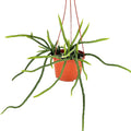 Selenicereus wercklei ‘Moonlight Cactus’