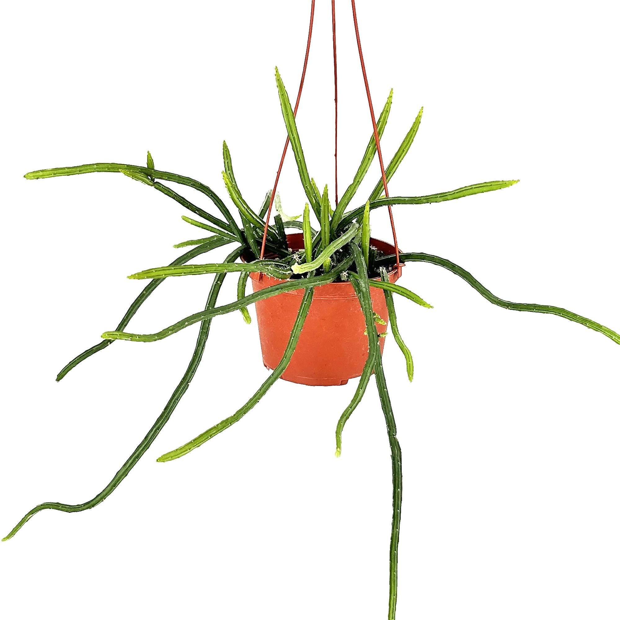 Selenicereus wercklei ‘Moonlight Cactus’