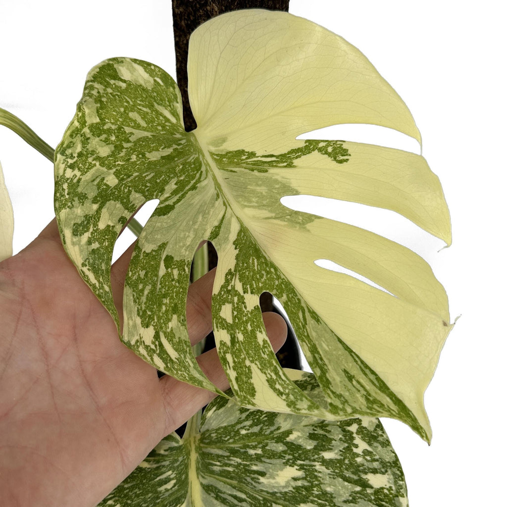 Monstera Thai Constellation ‘Crème Brûlée’