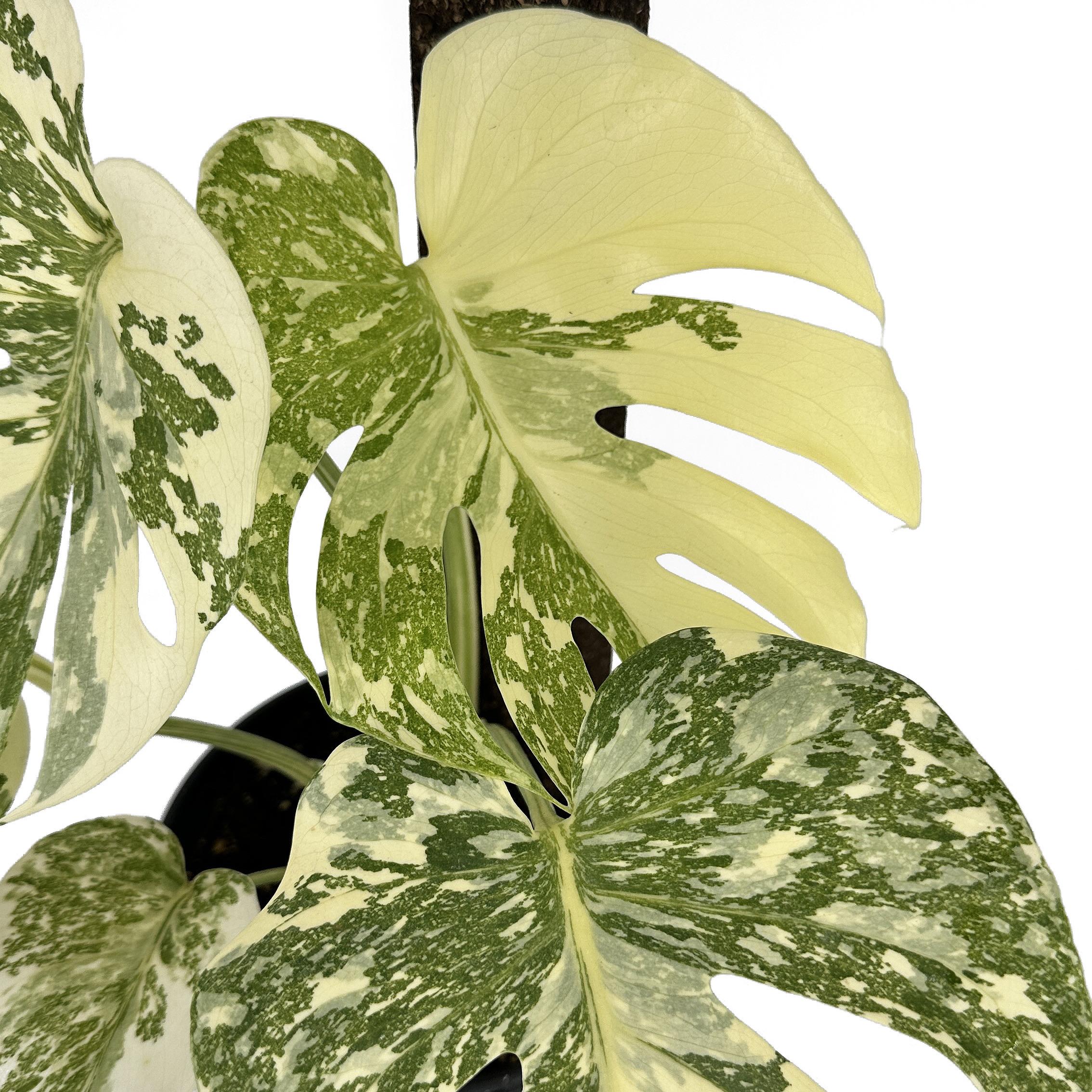 Monstera Thai Constellation ‘Crème Brûlée’