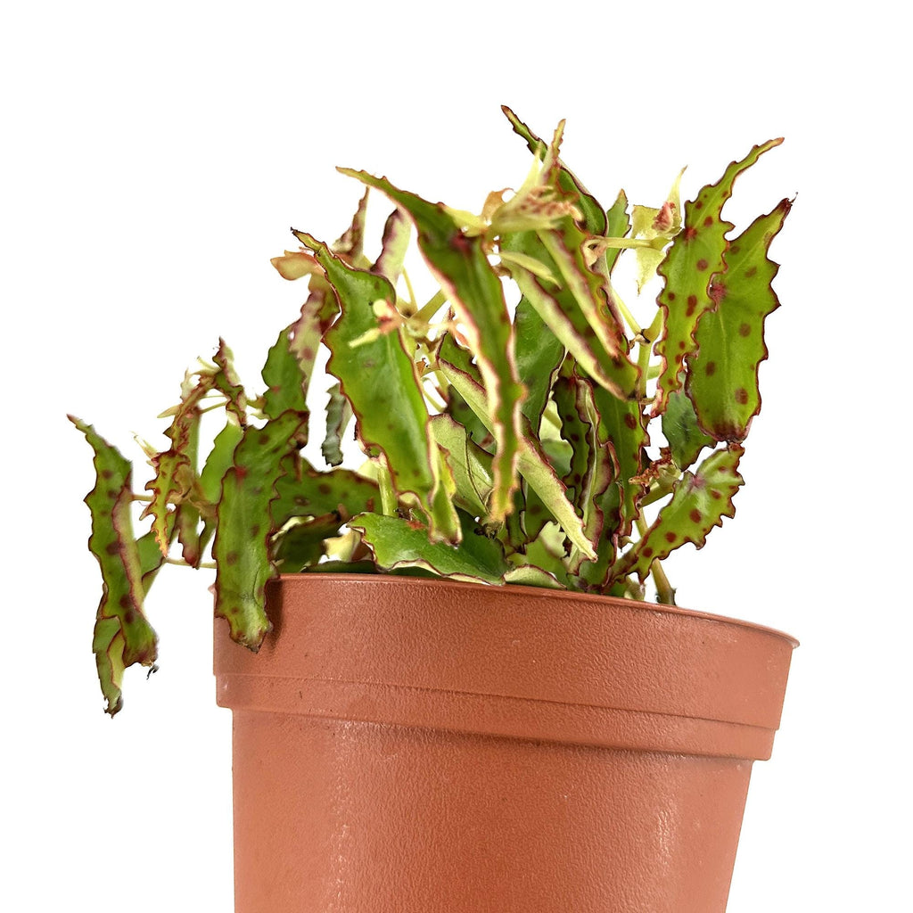 Begonia amphioxus