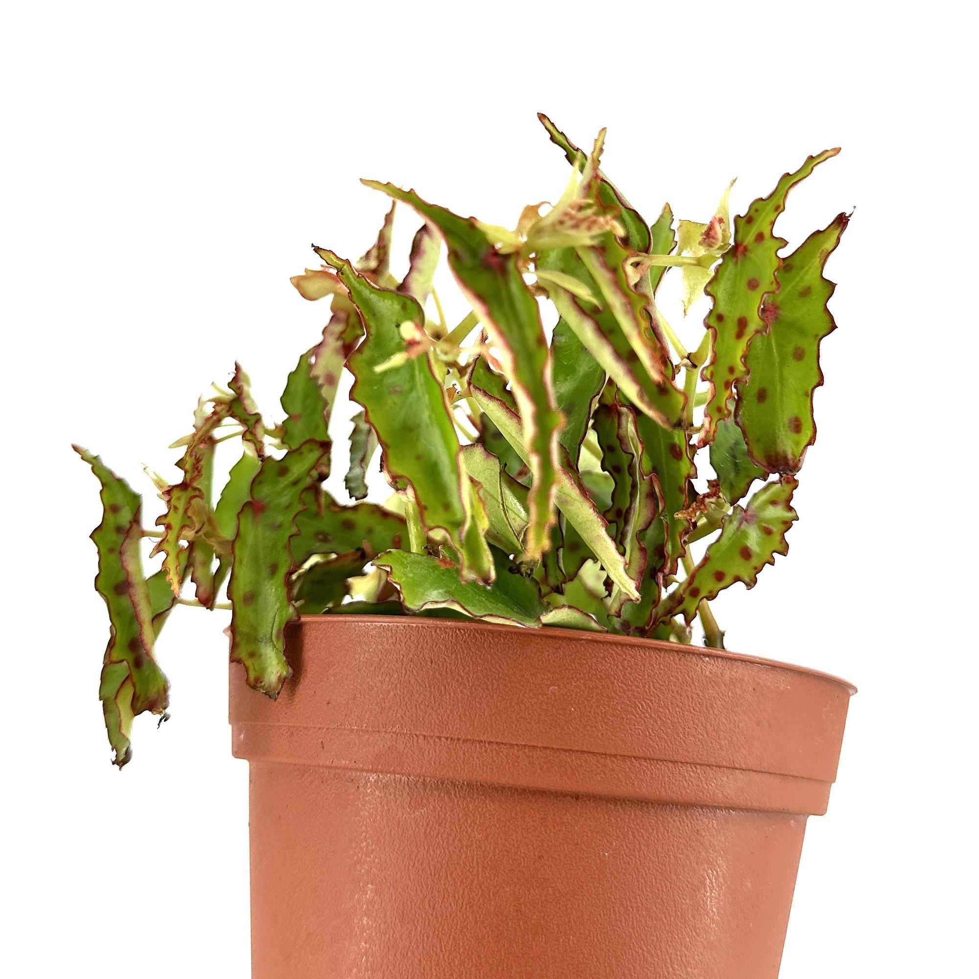 Begonia amphioxus