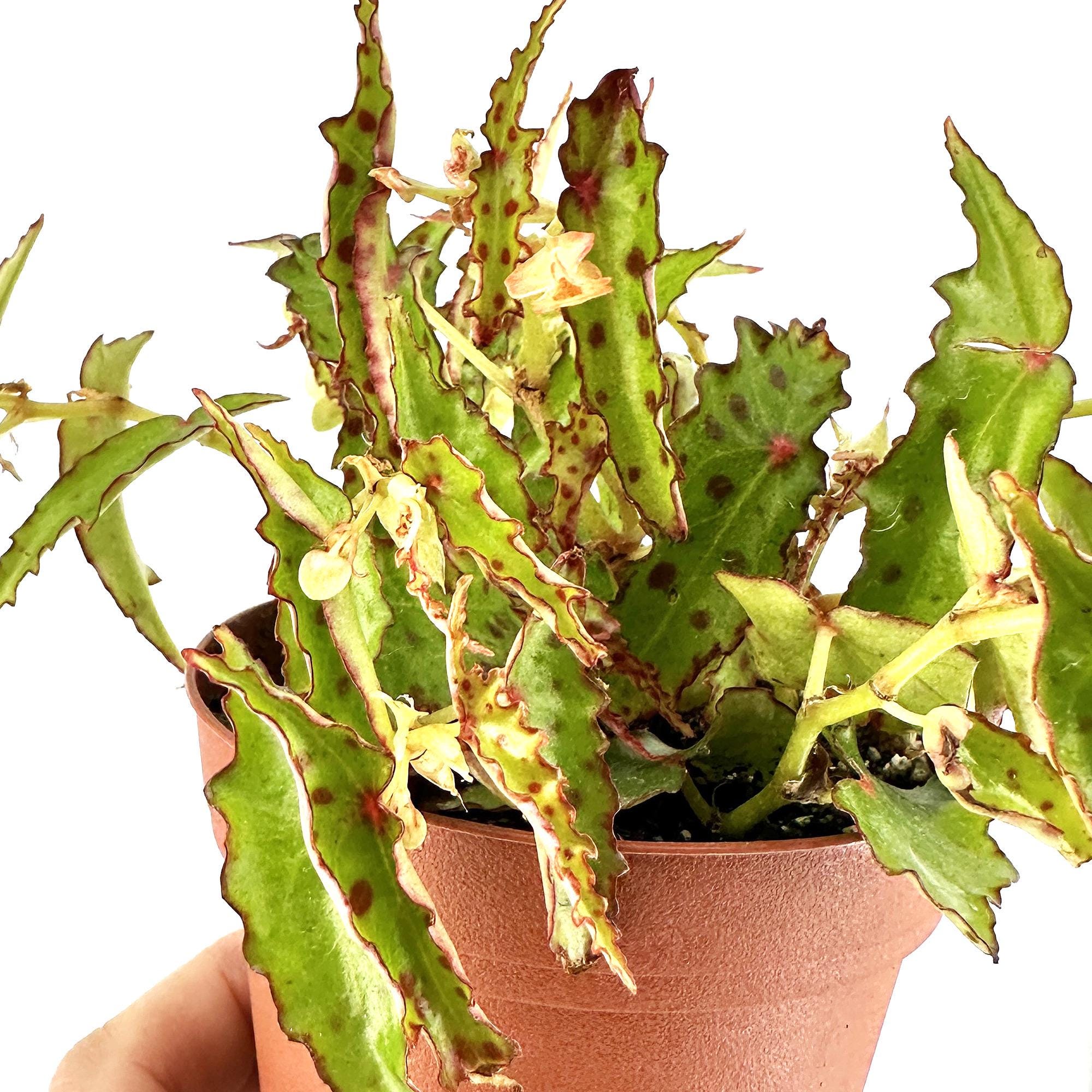 Begonia amphioxus