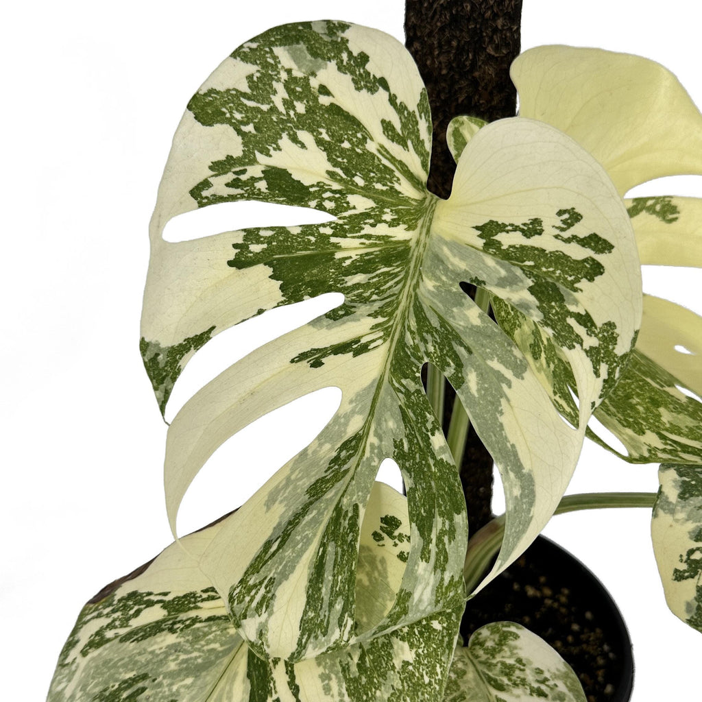 Monstera Thai Constellation ‘Crème Brûlée’