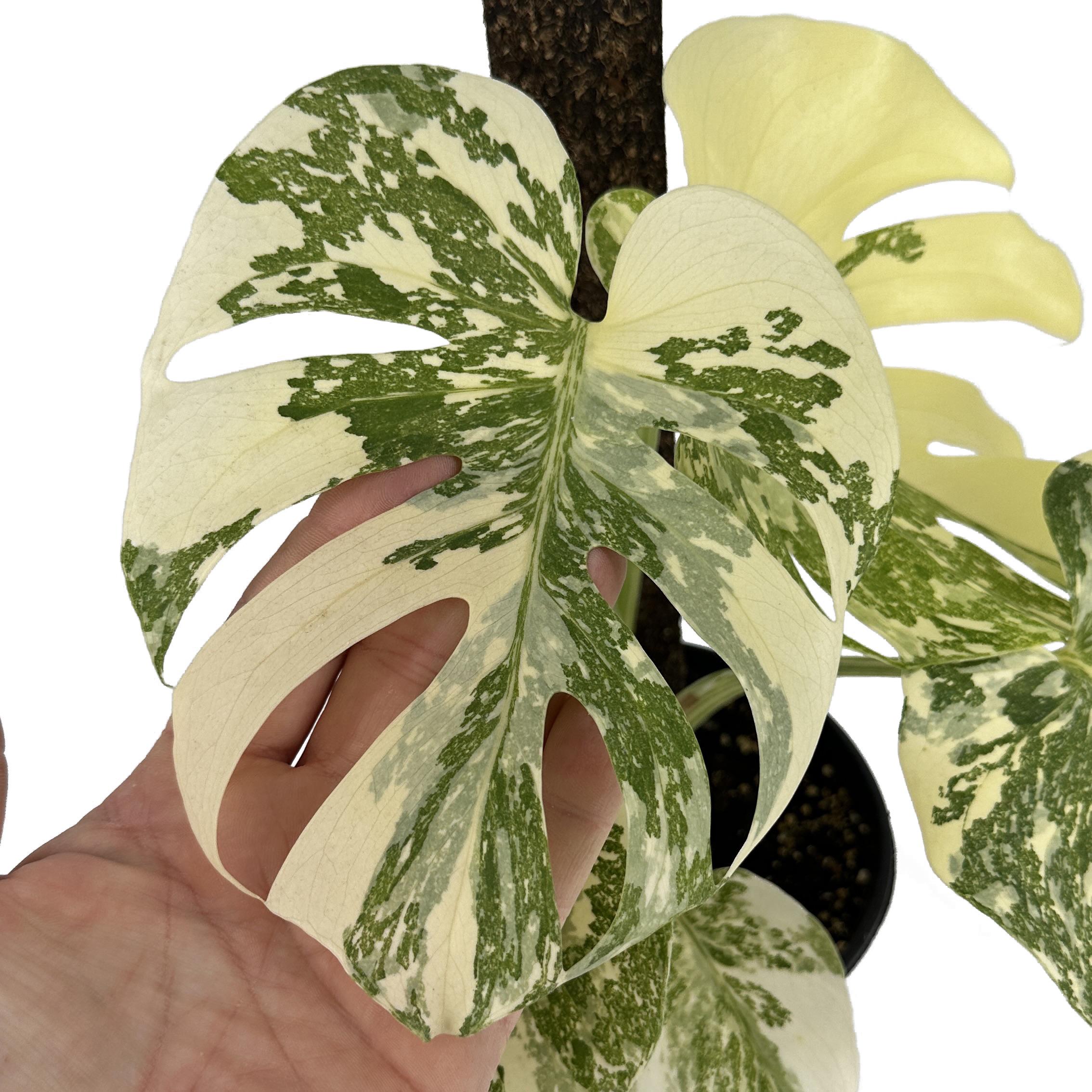 Monstera Thai Constellation ‘Crème Brûlée’