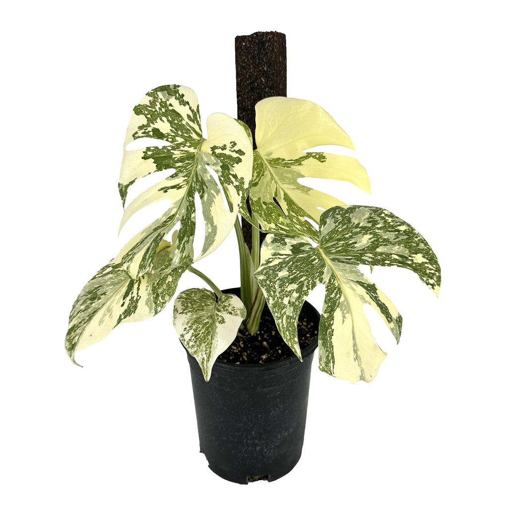 Monstera Thai Constellation ‘Crème Brûlée’