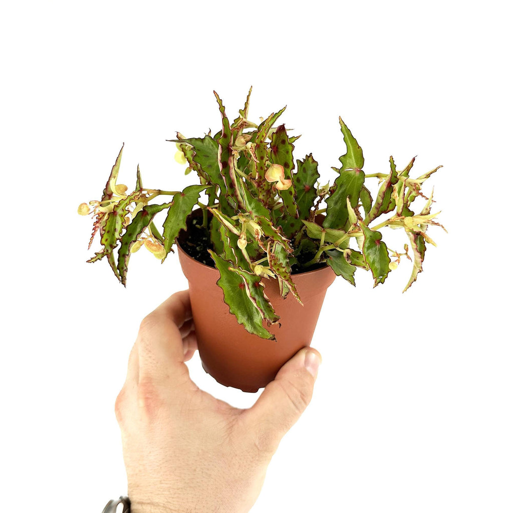 Begonia amphioxus