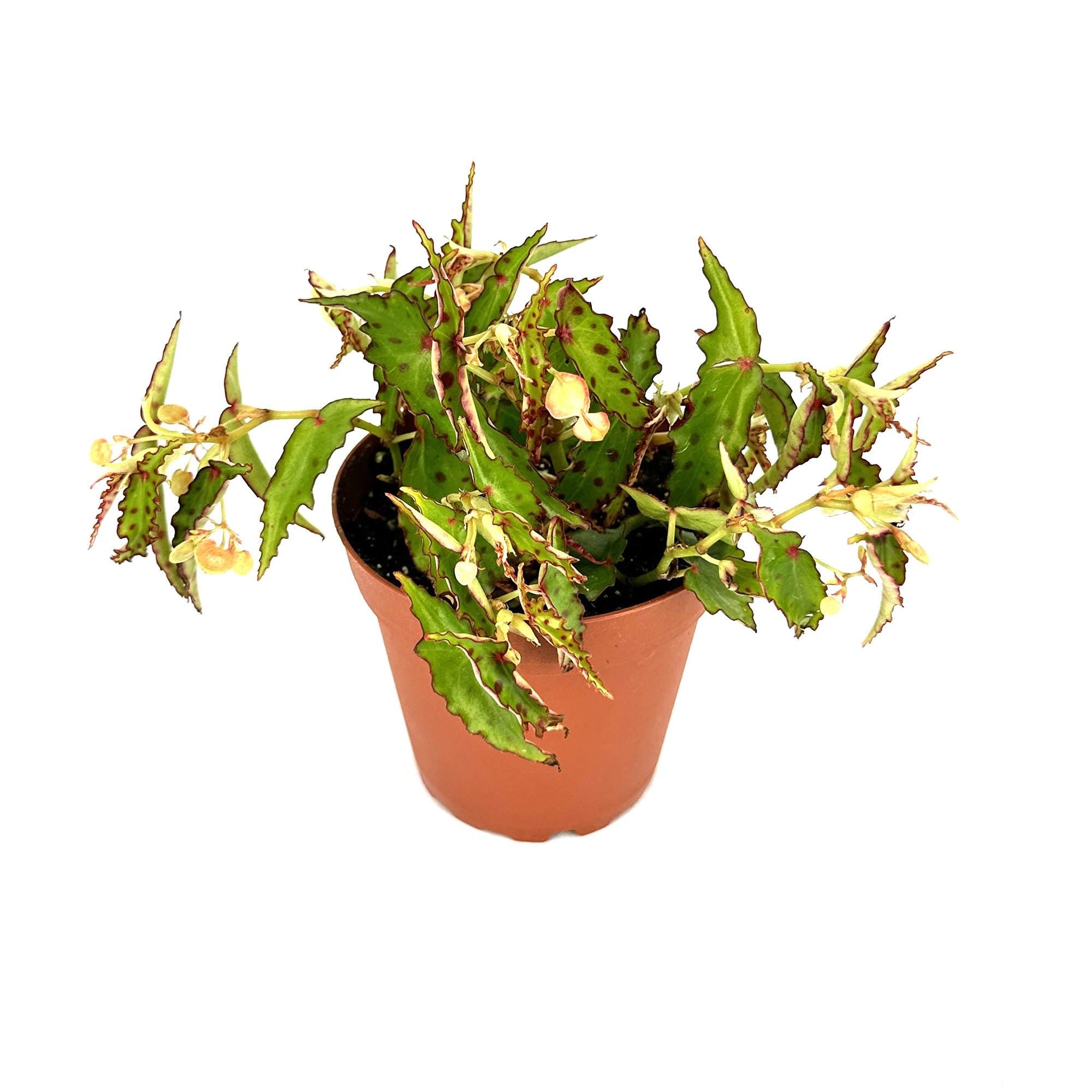 Begonia amphioxus