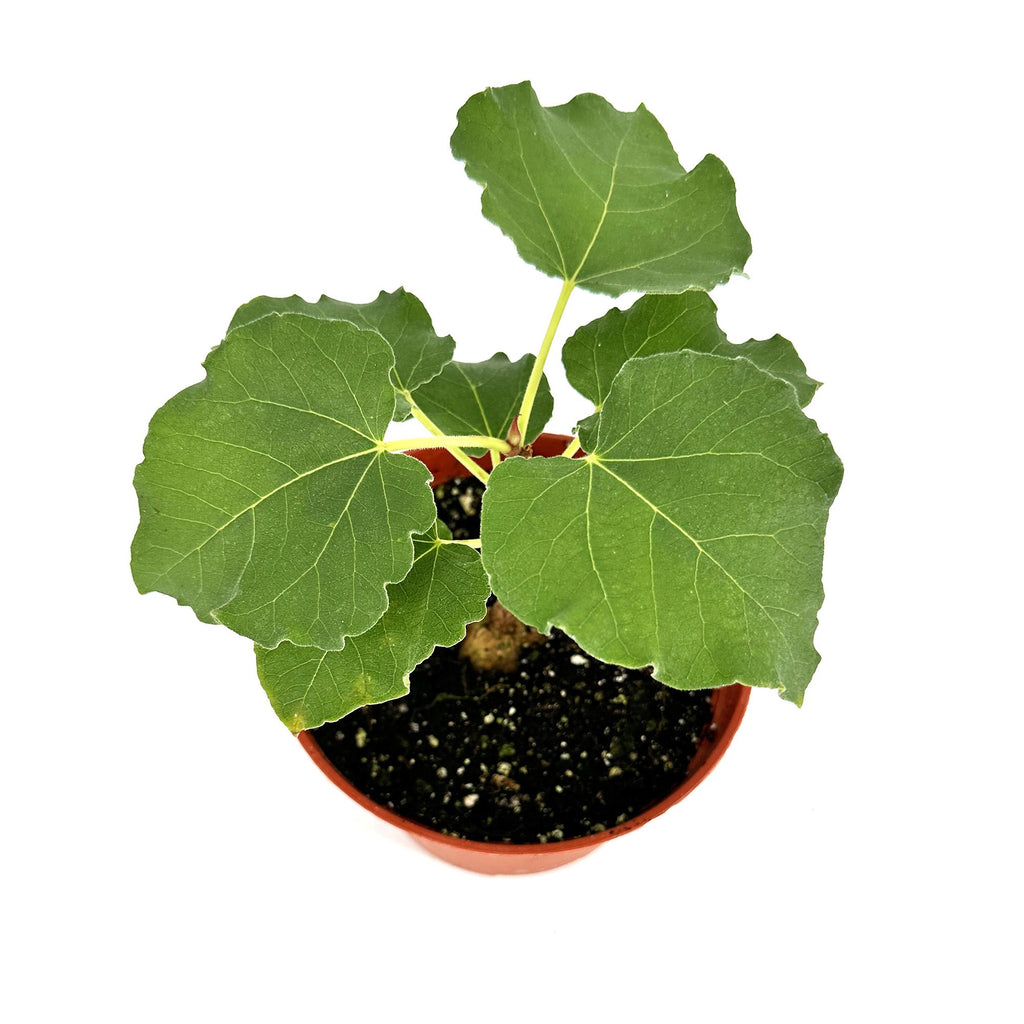 Ficus tettensis 'Small Leaved Rock Fig'