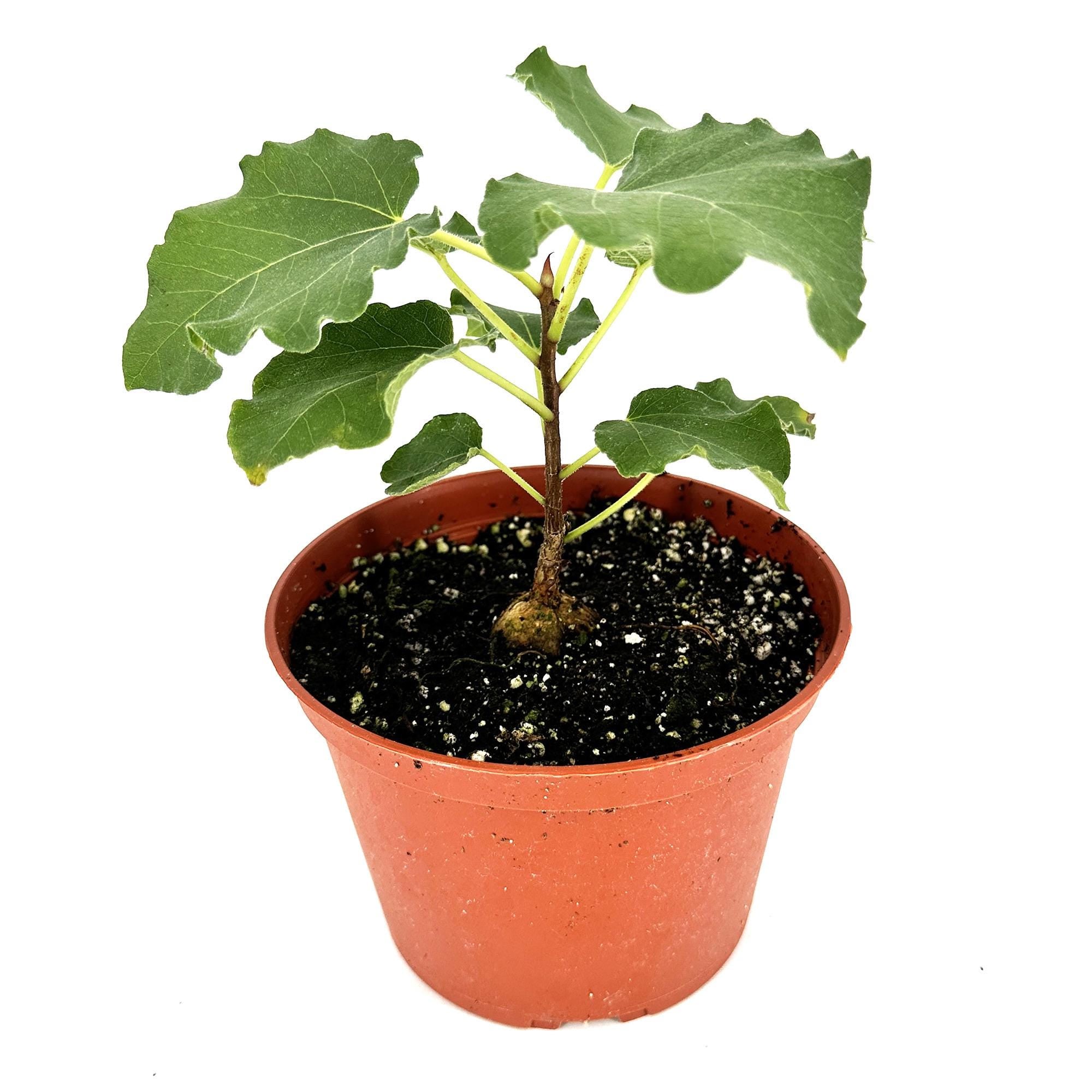 Ficus tettensis 'Small Leaved Rock Fig'