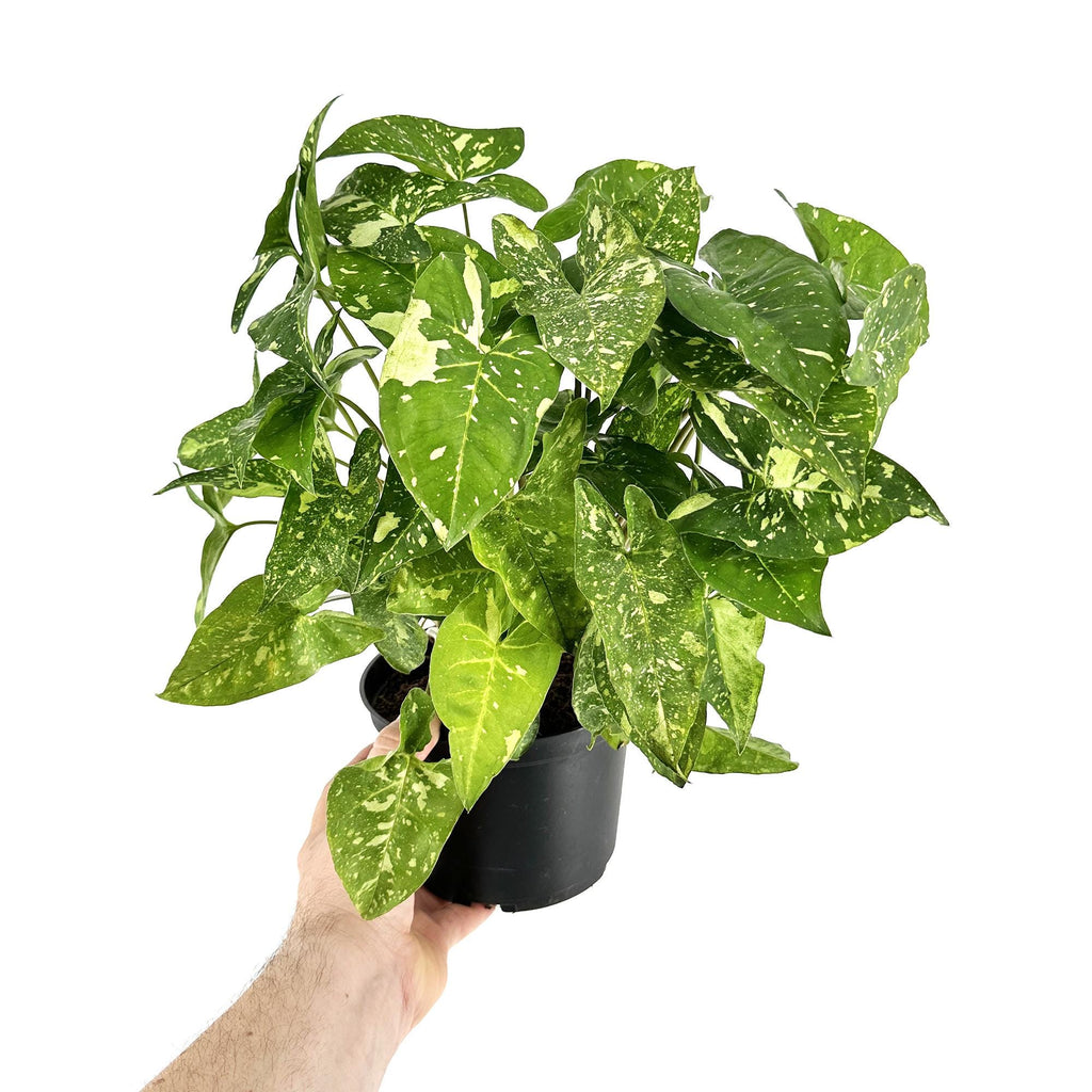 Syngonium 'Panda Galaxy'