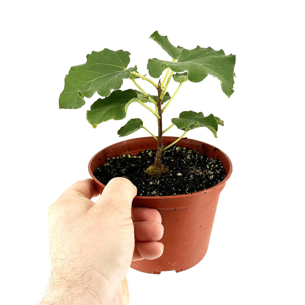 Ficus tettensis 'Small Leaved Rock Fig'