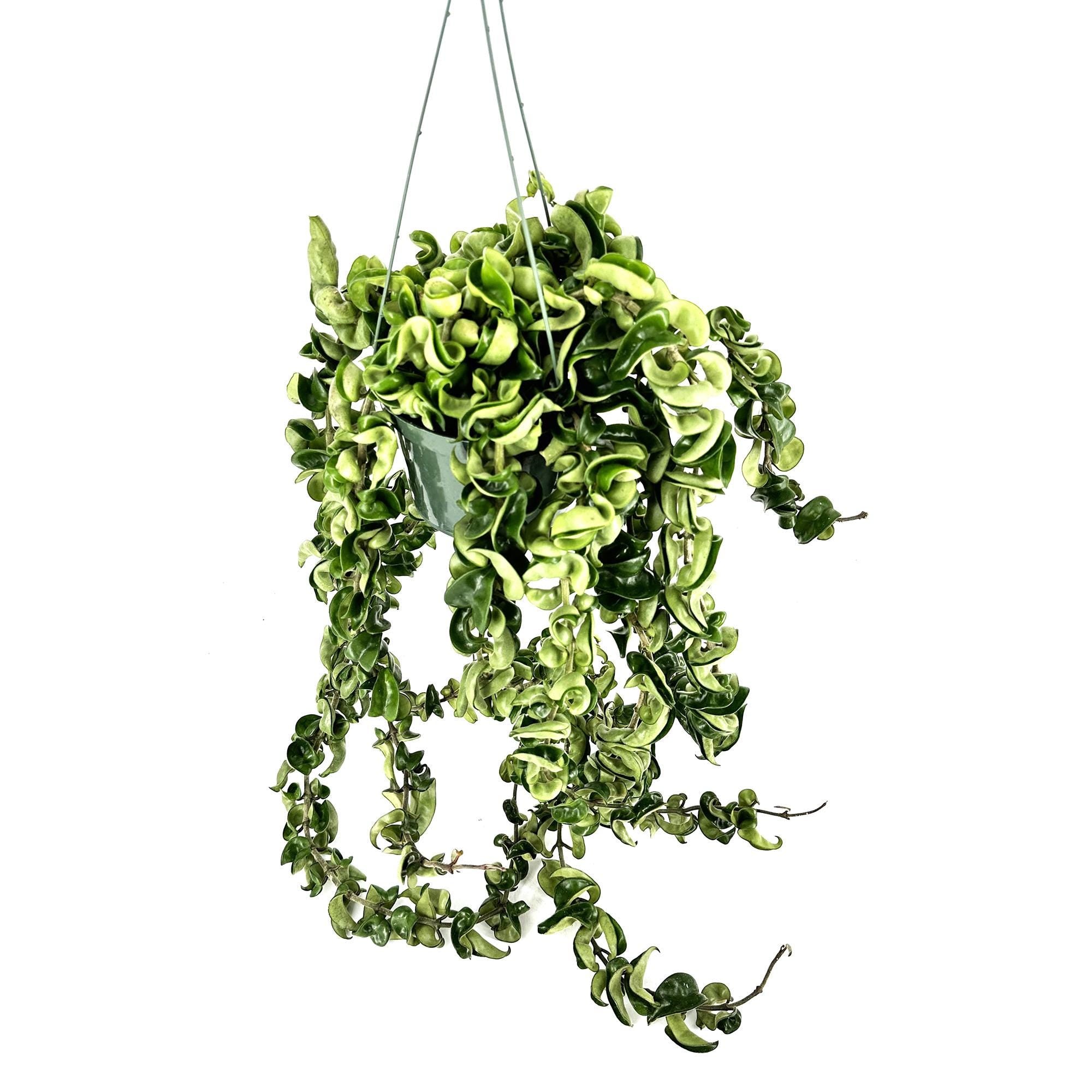 Hoya Carnosa Compacta 'Hindu Rope' XXXL Vines