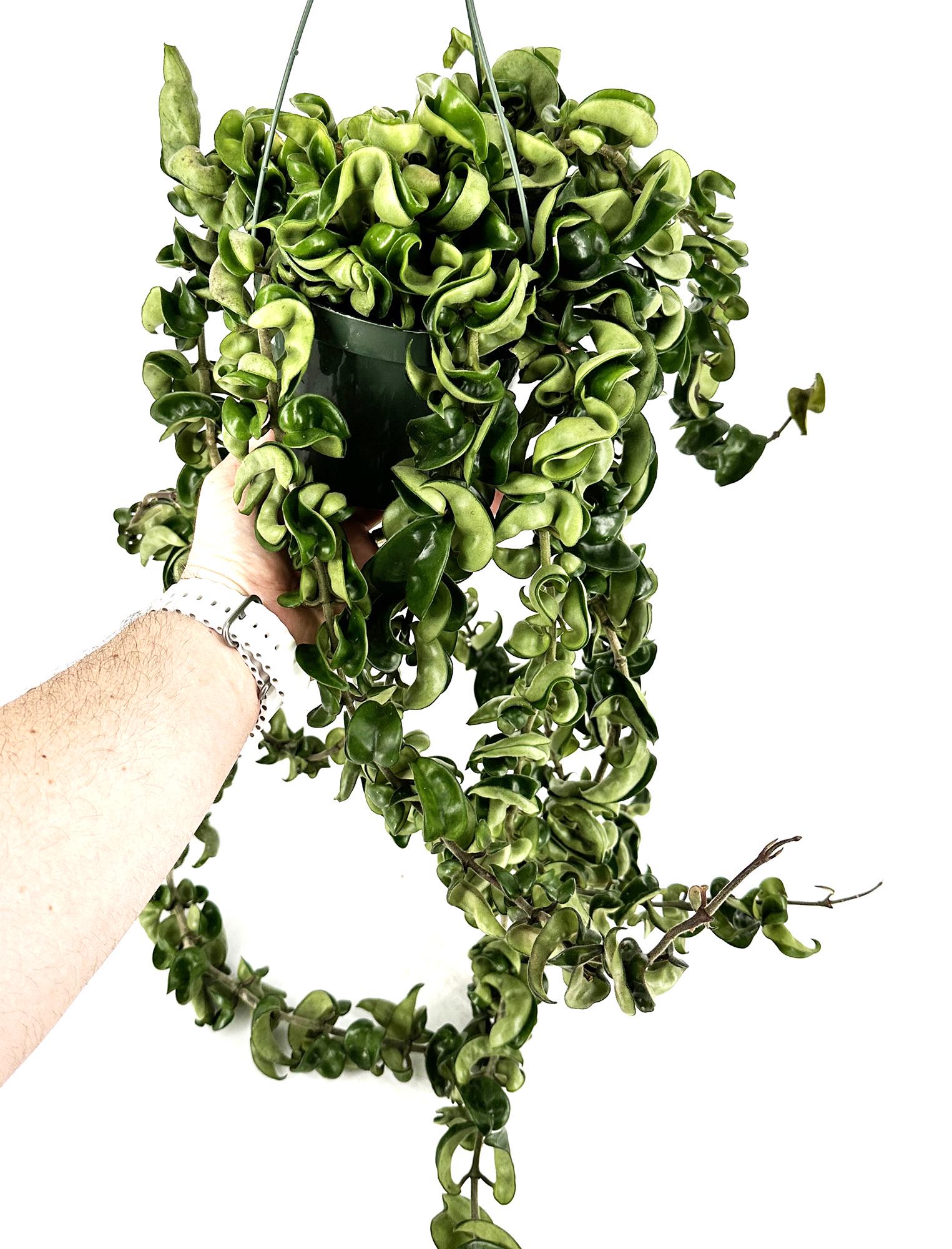 Hoya Carnosa Compacta 'Hindu Rope' XXXL Vines