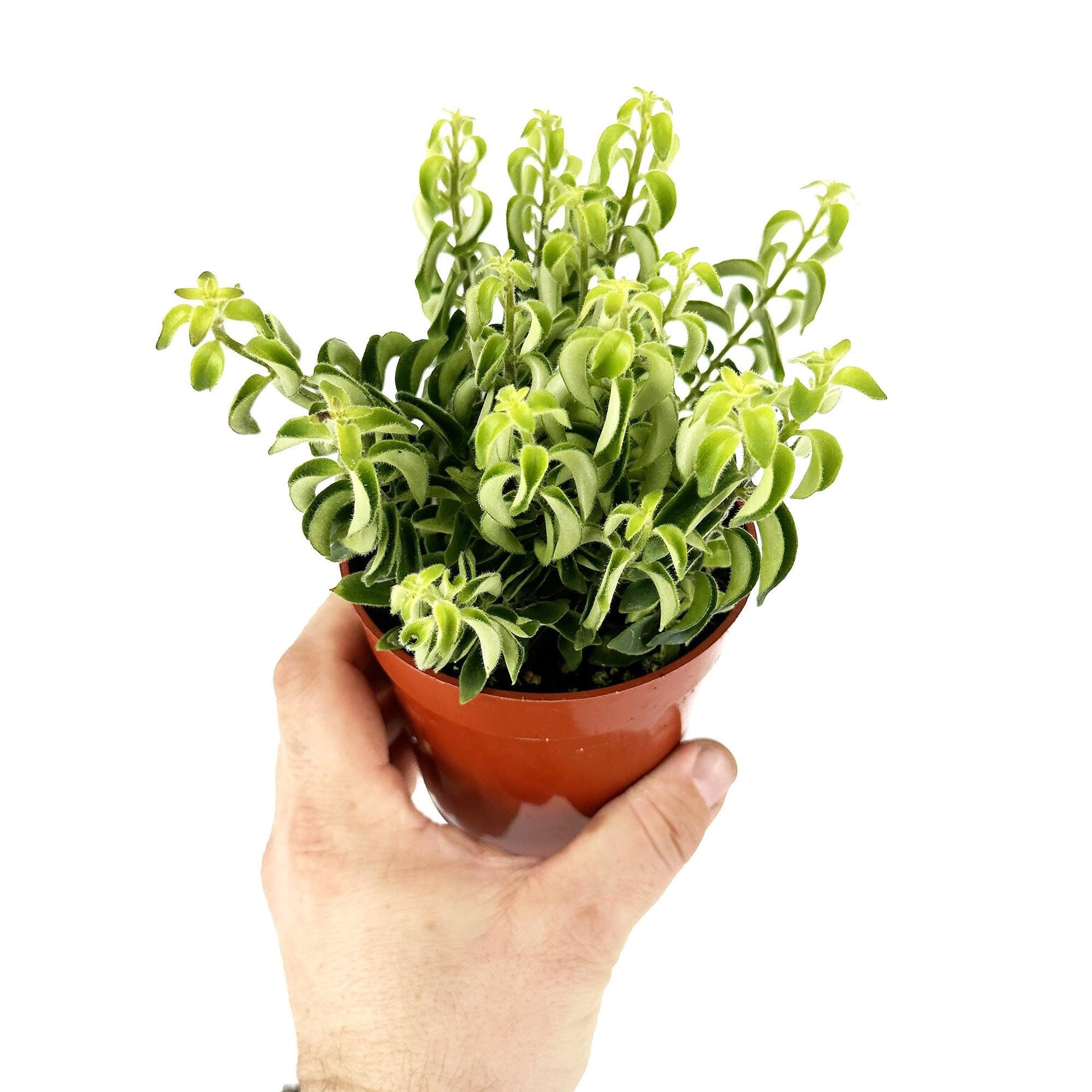 lipstick curly plant Aeschynanthus radicans 'Curly Lipstick Plant' – SarahCotta Plants