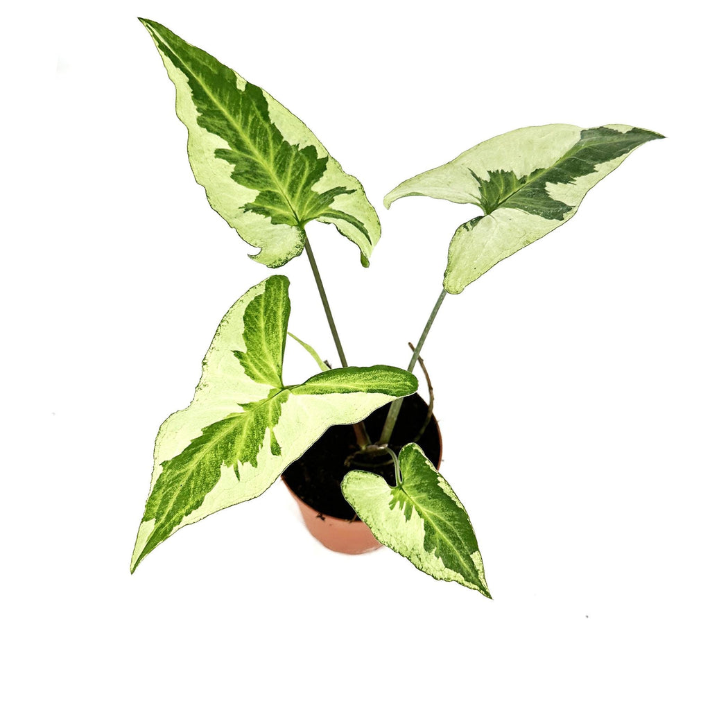 Syngonium 'Three Kings'