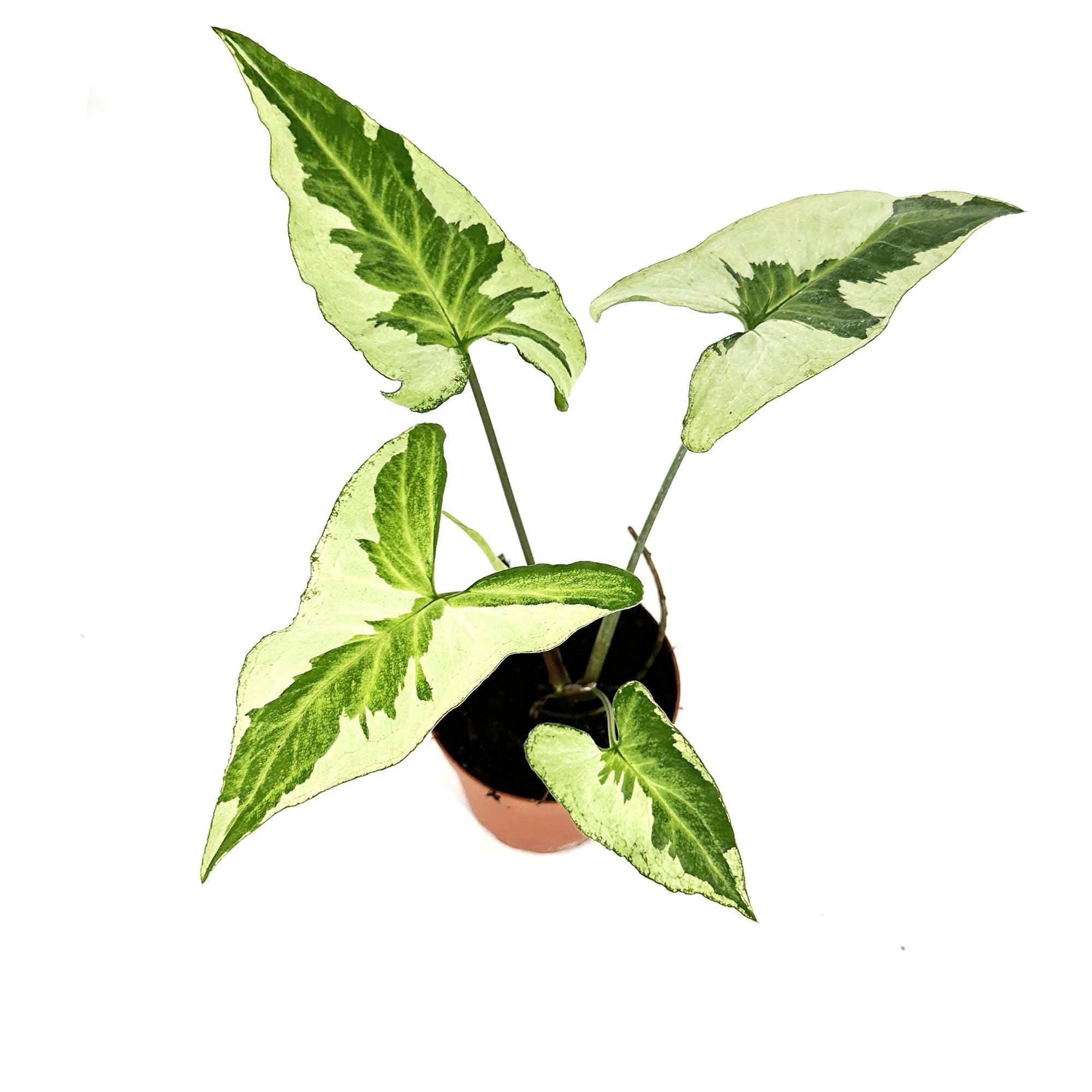 Syngonium 'Three Kings'