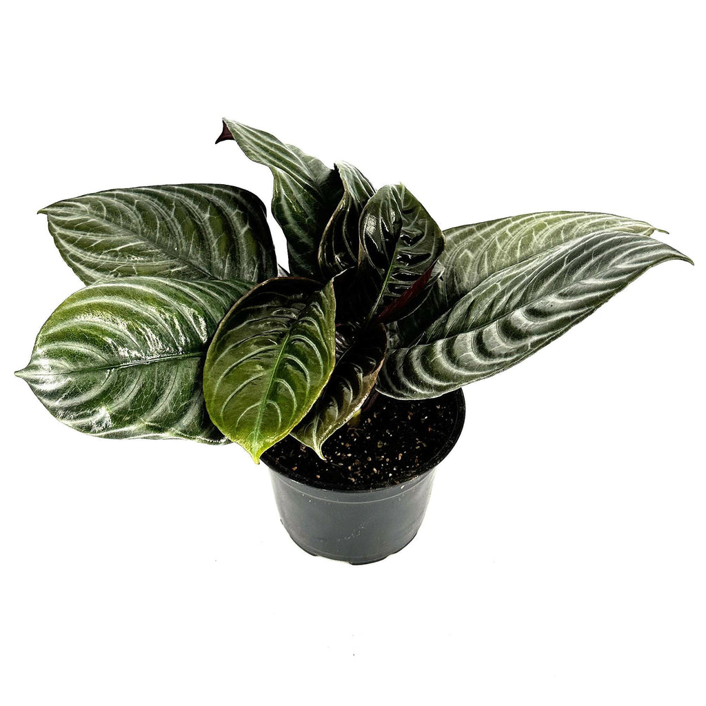 Aphelandra squarrosa ‘Nova Fuego'