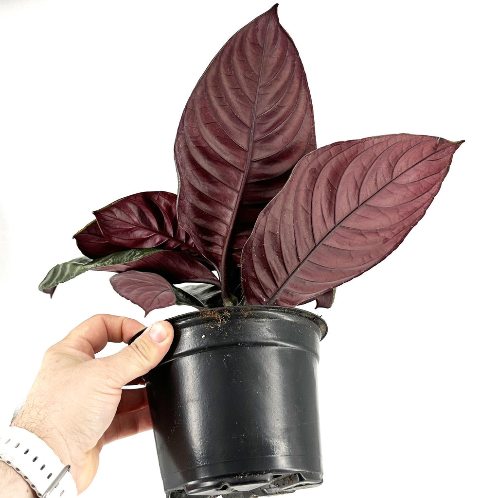 Aphelandra squarrosa ‘Nova Fuego'