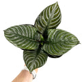 Aphelandra squarrosa ‘Nova Fuego'