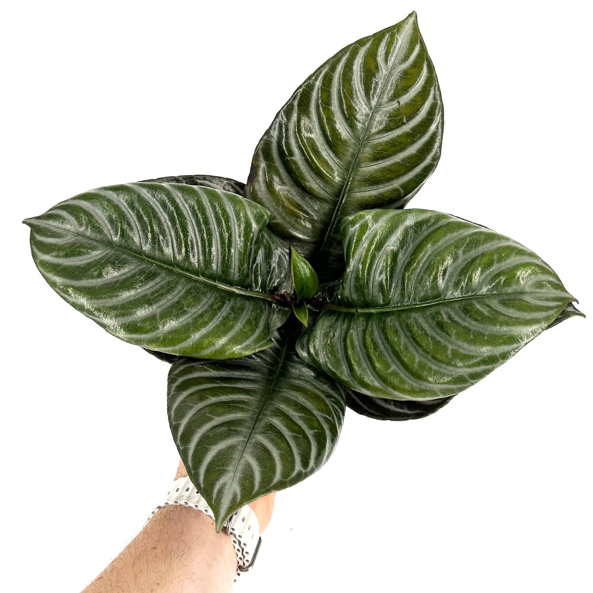 Aphelandra squarrosa ‘Nova Fuego'