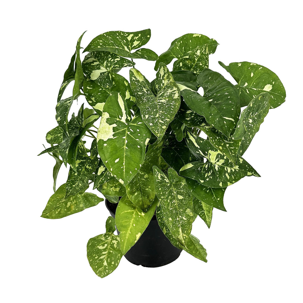 Syngonium 'Panda Galaxy'
