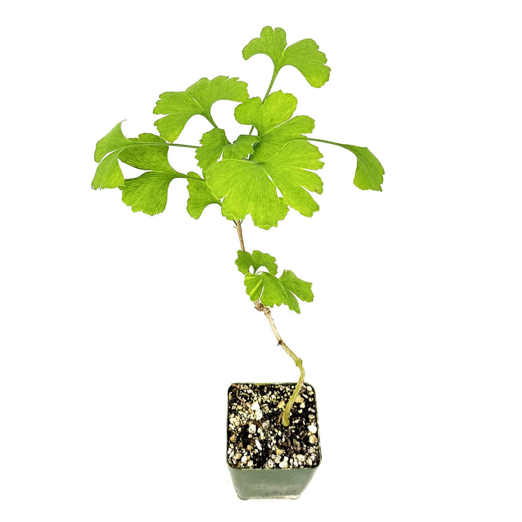 Ginkgo biloba 'Maidenhair Tree'
