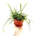Pfeiffera boliviana