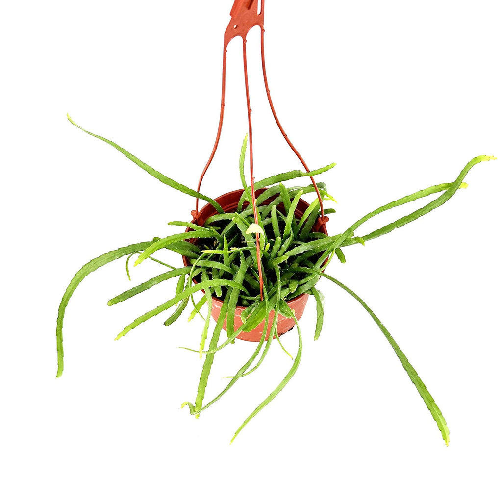 Pfeiffera boliviana