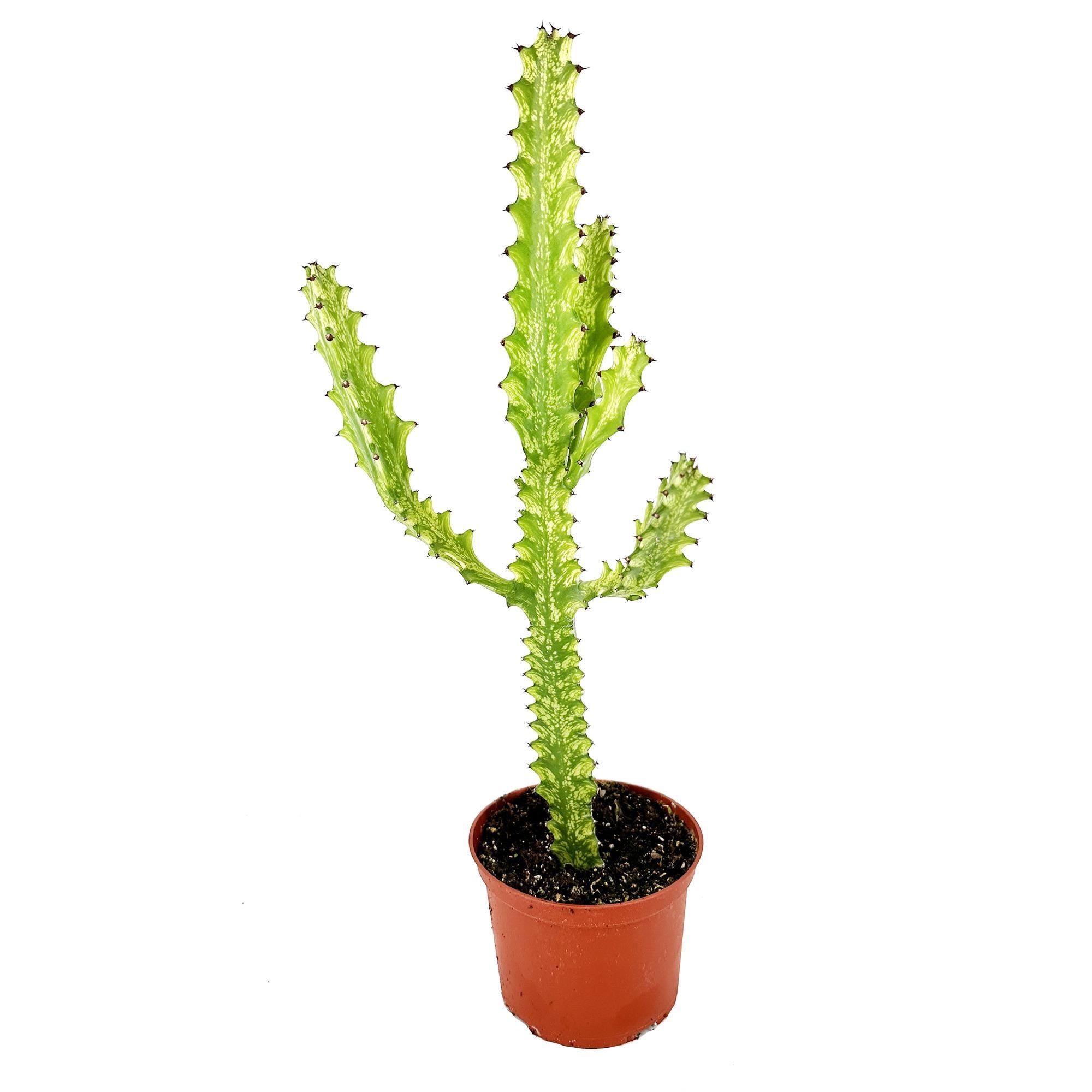 Euphorbia mayurnathanii 'Variegata'