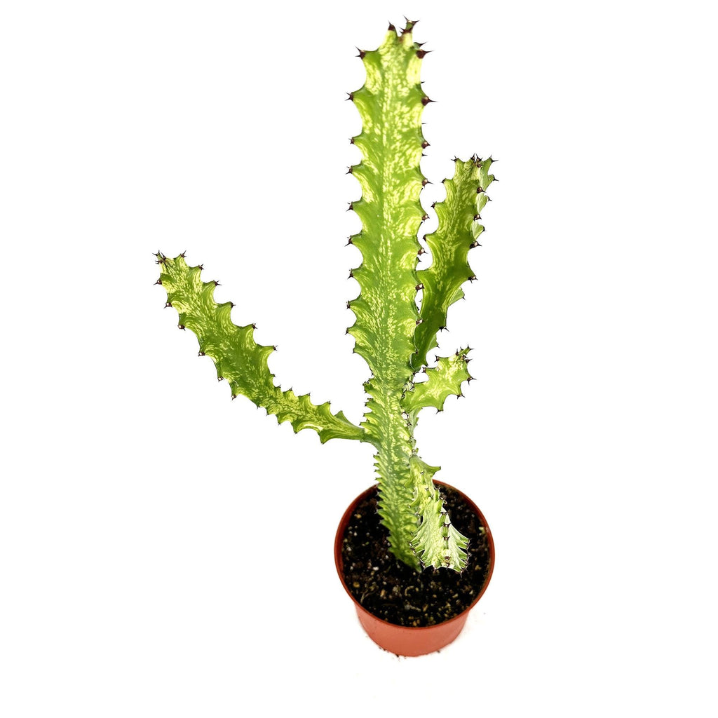 Euphorbia mayurnathanii 'Variegata'