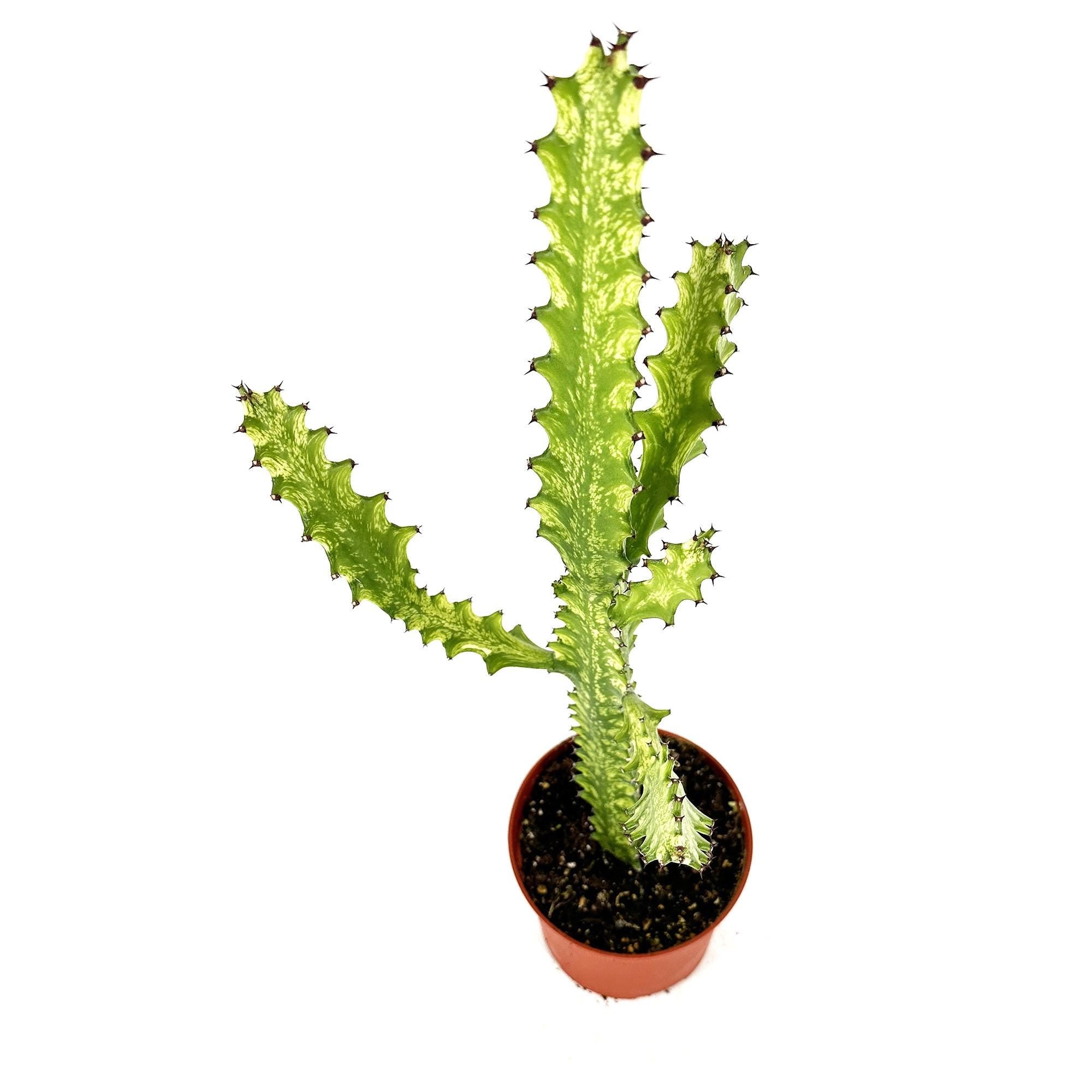 Euphorbia mayurnathanii 'Variegata'
