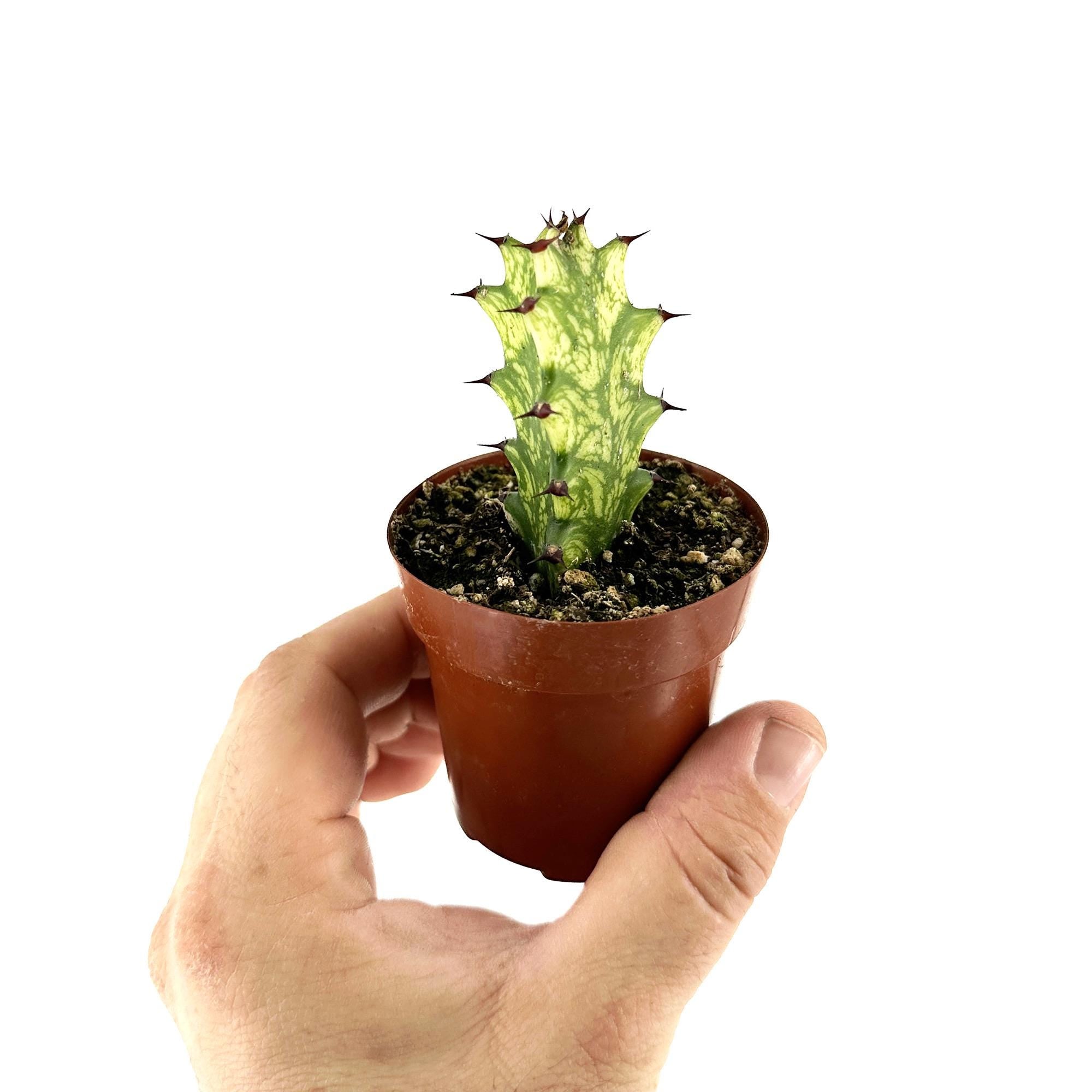 Euphorbia mayurnathanii 'Variegata'