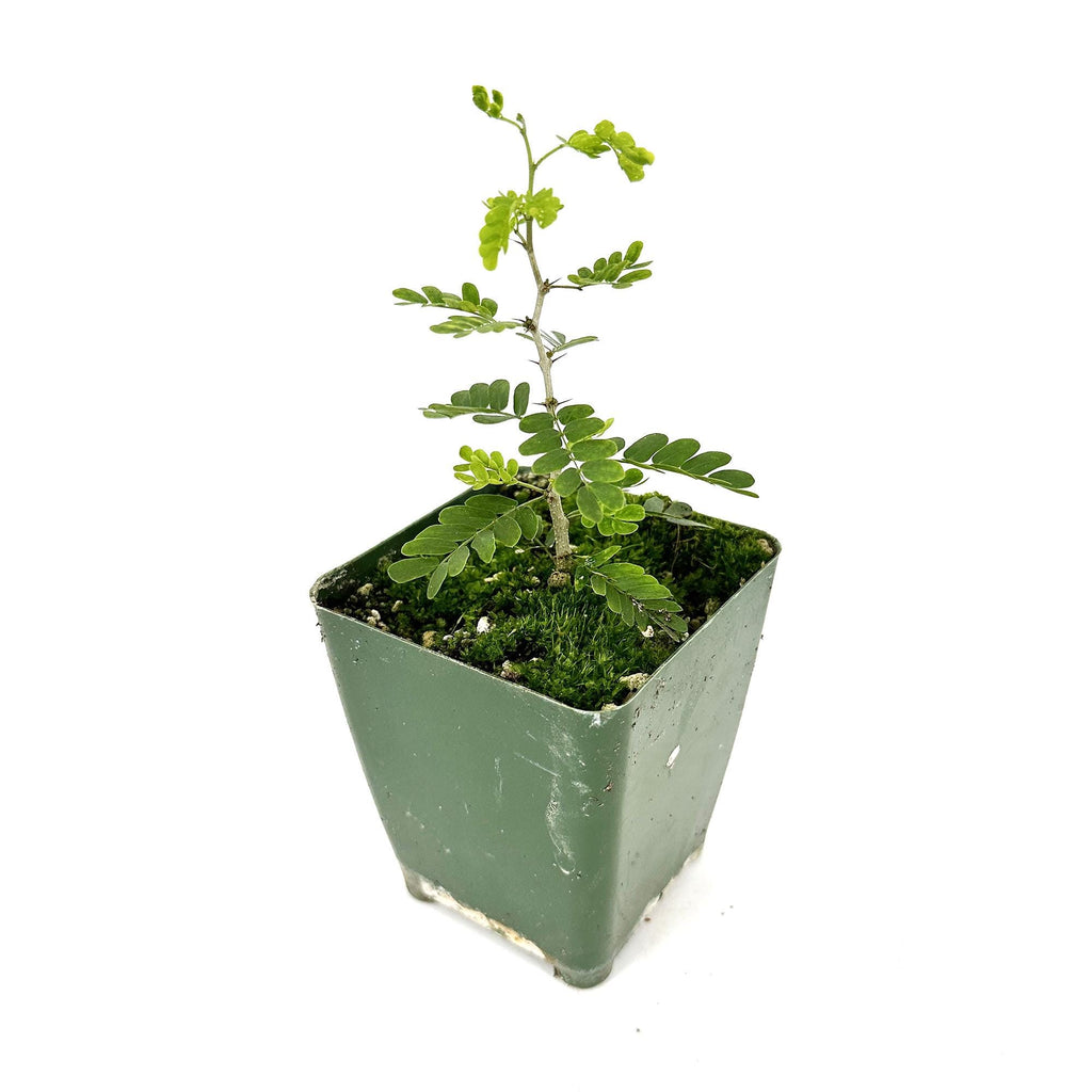 Ebenopsis ebano 'Texas Ebony'